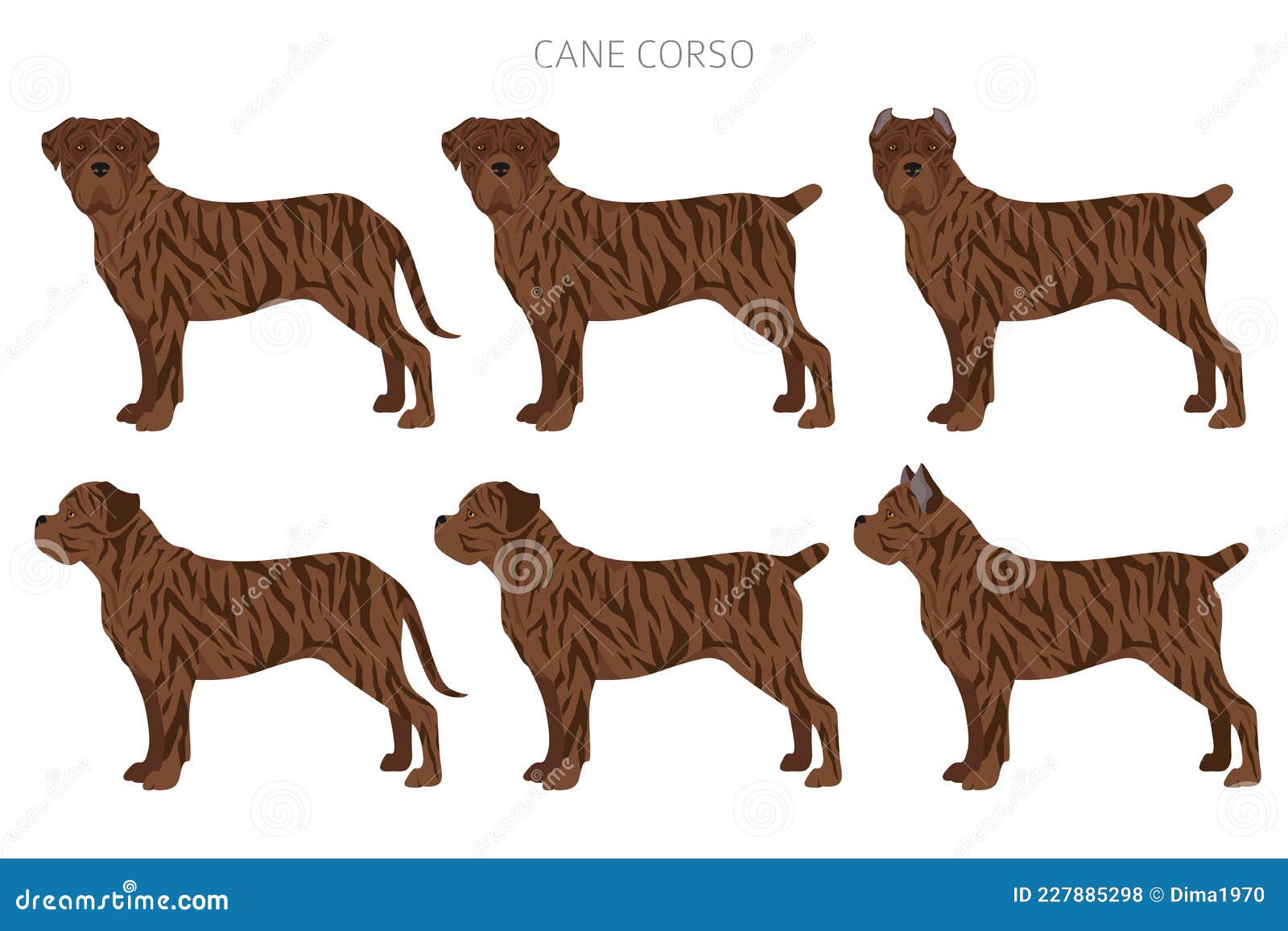 cane corso coat