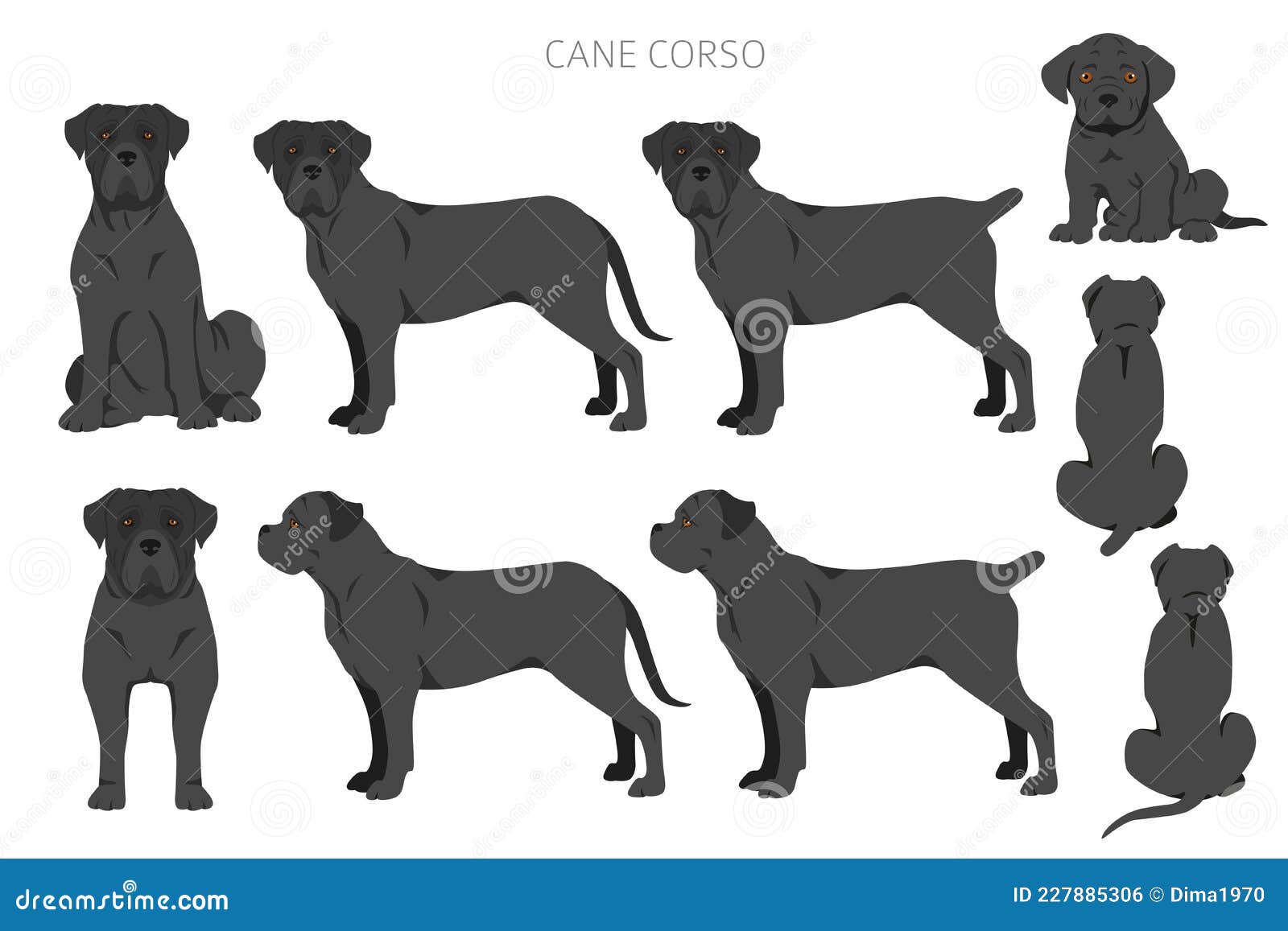cane corso coat