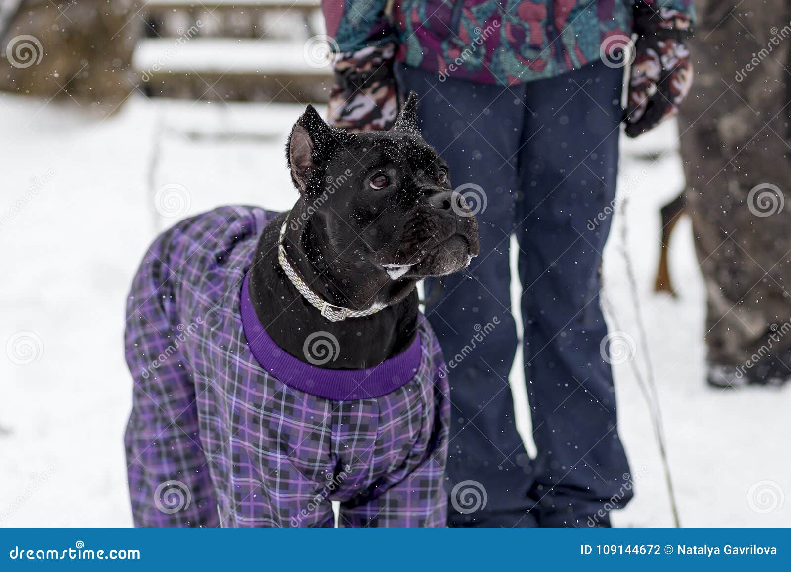 cane corso clothing for dogs