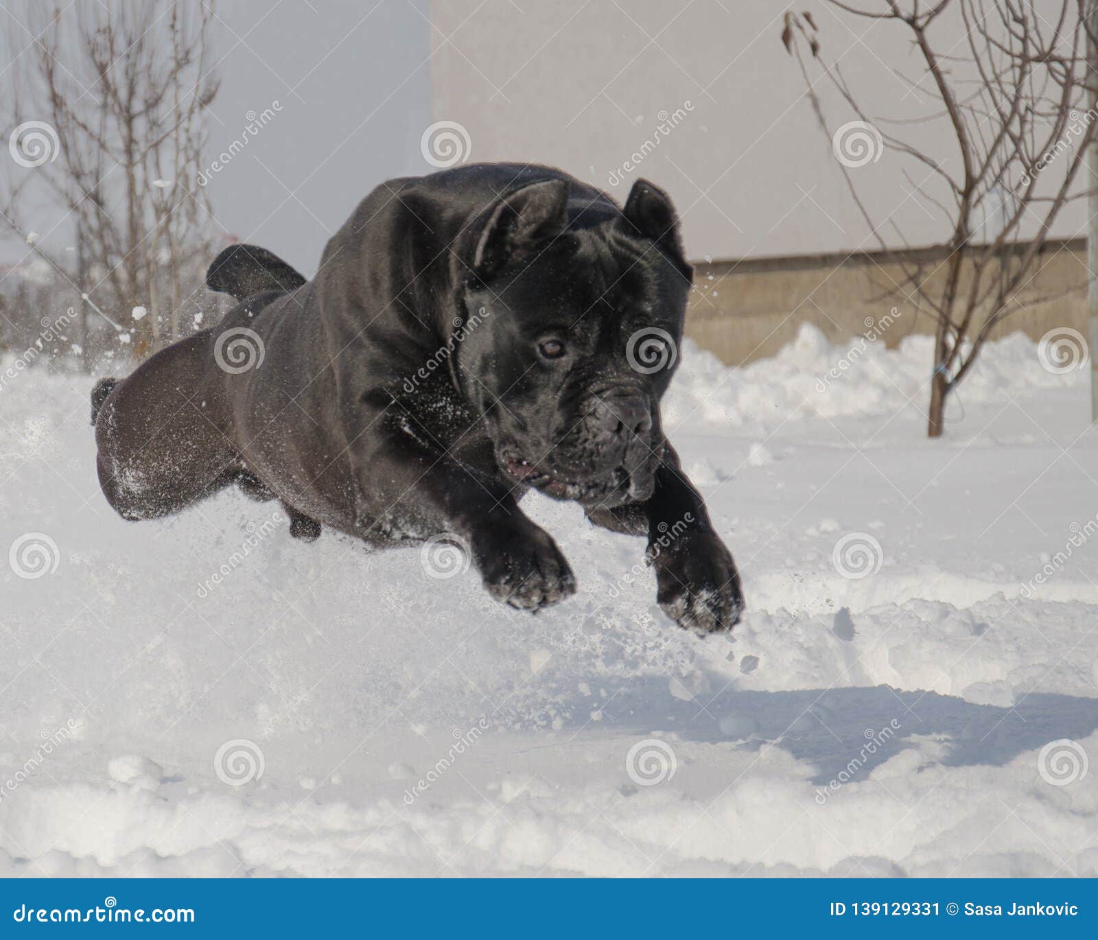 Cane Corso Conan Jumping Stock Image Image Of Jumping