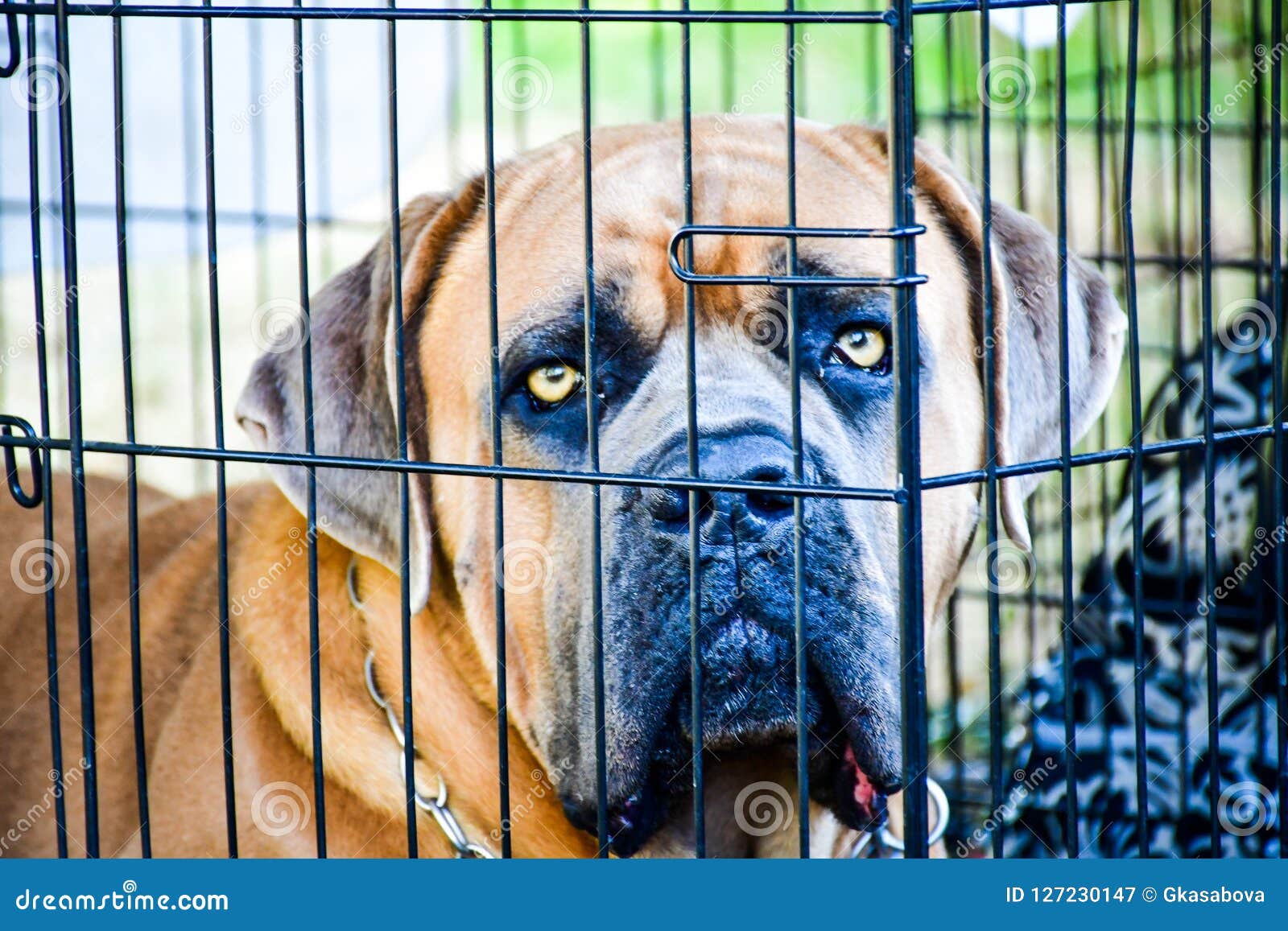 cane corso cage
