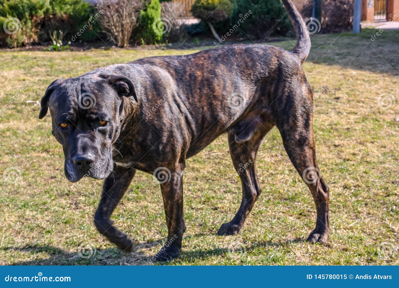 Cane Corso Dog Walking Stock Image Image Of Brindle 145780015