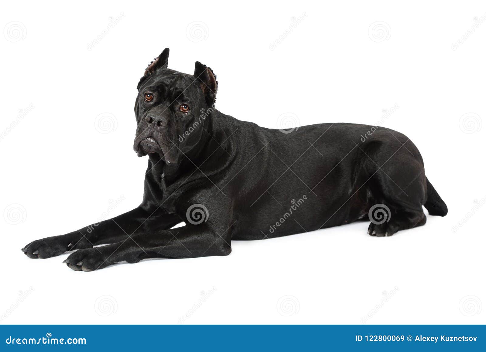 black cane corso puppy looking up on a white background isolated