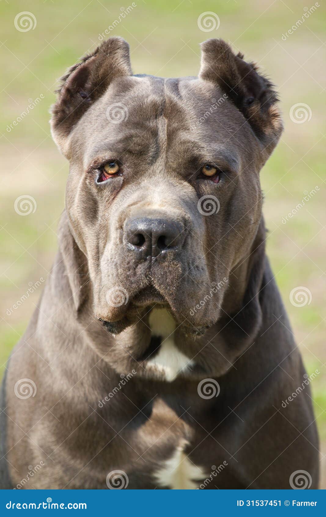 cane-corso-dog-portrait-31537451.jpg