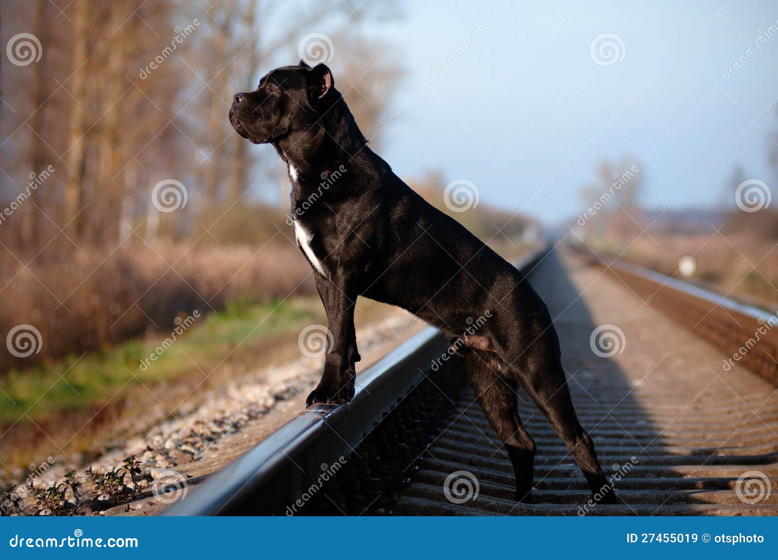 Cane Corso Dog Standing on Railways Stock Image Image of friend, cute