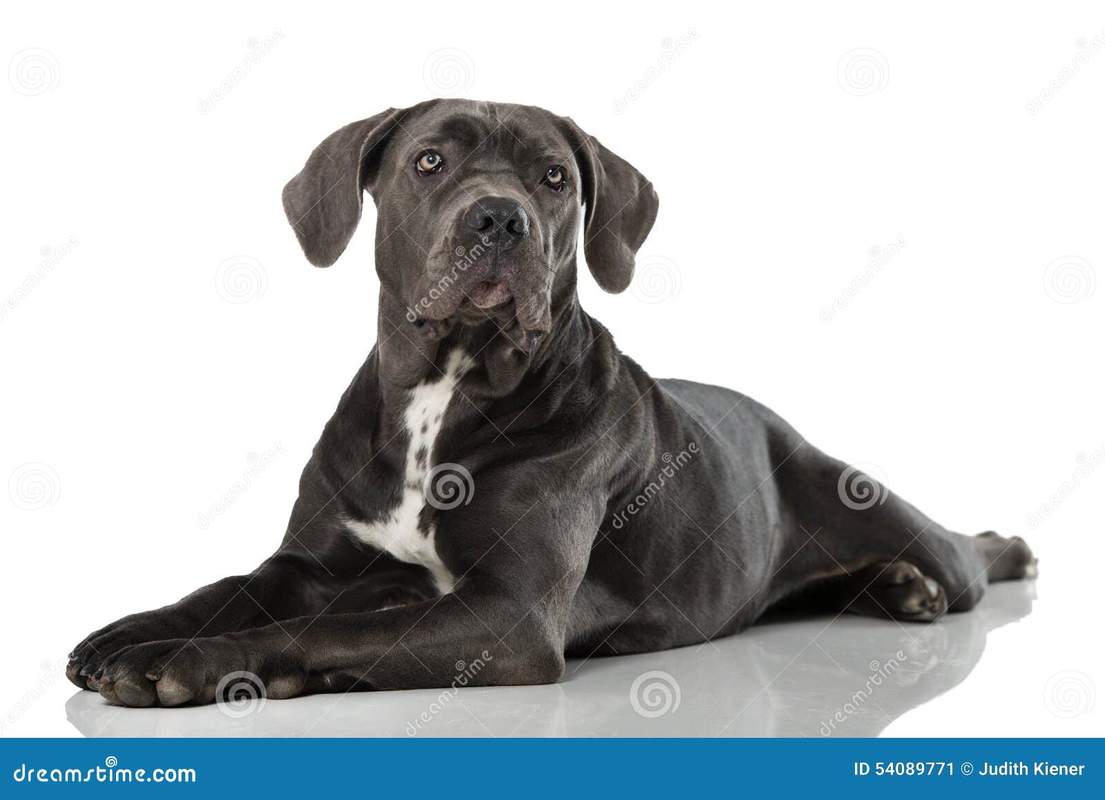 Cane corso dog stock image. Image of purebred, bone, cane 54089771
