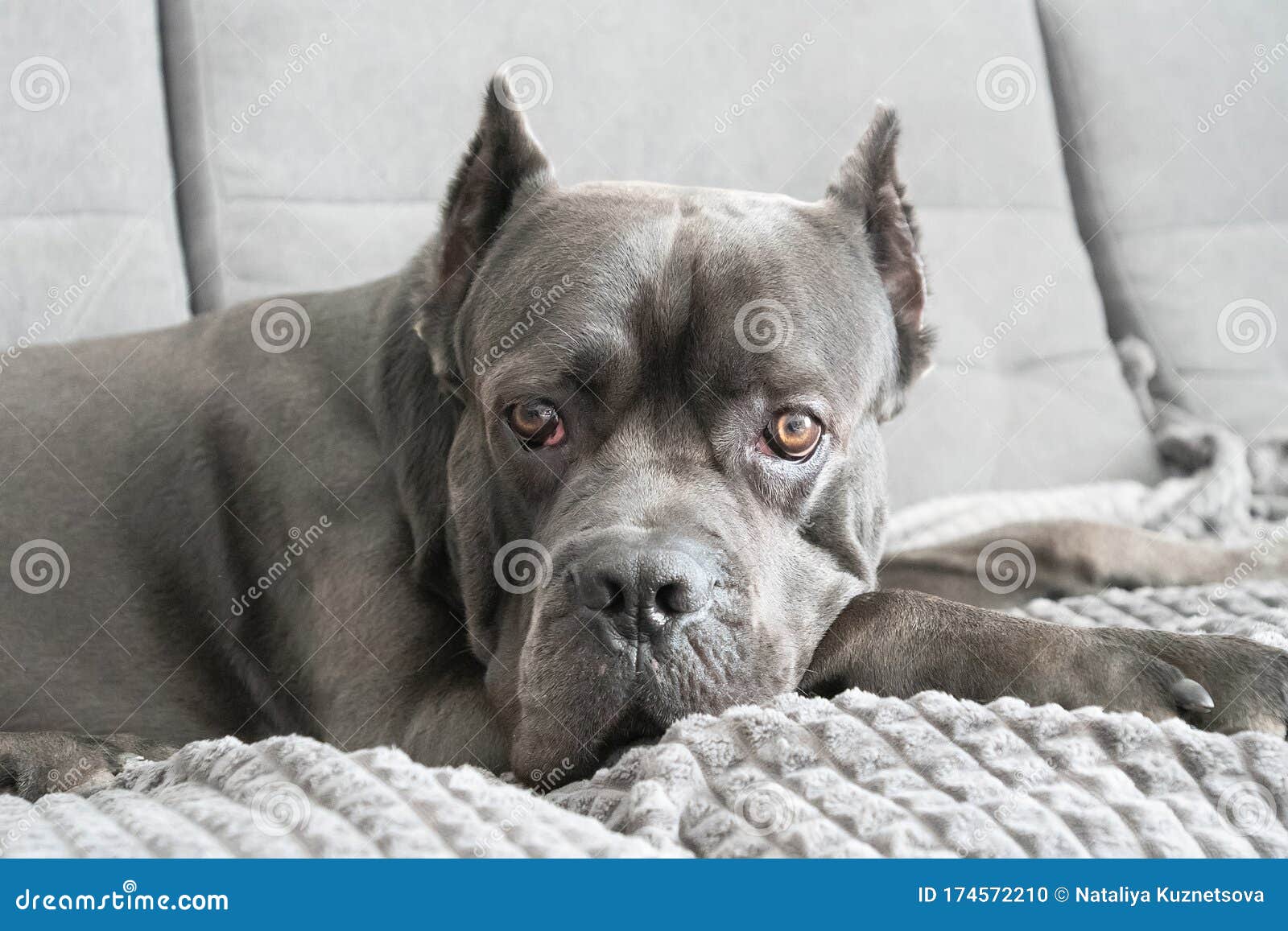 cane corso plush toy