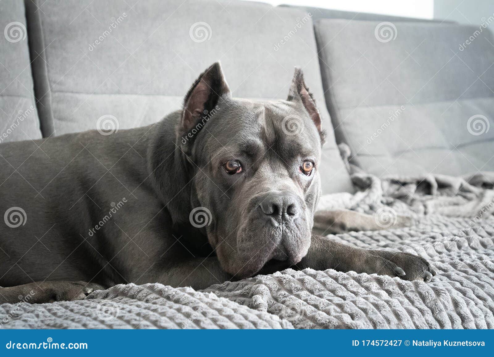 cane corso plush toy