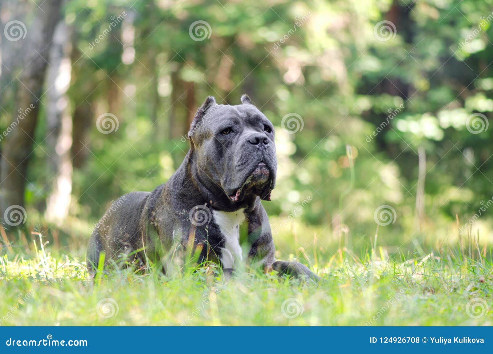 Cane Cane Corso Italiano Fotografia Stock Immagine Di Giovane 124926708