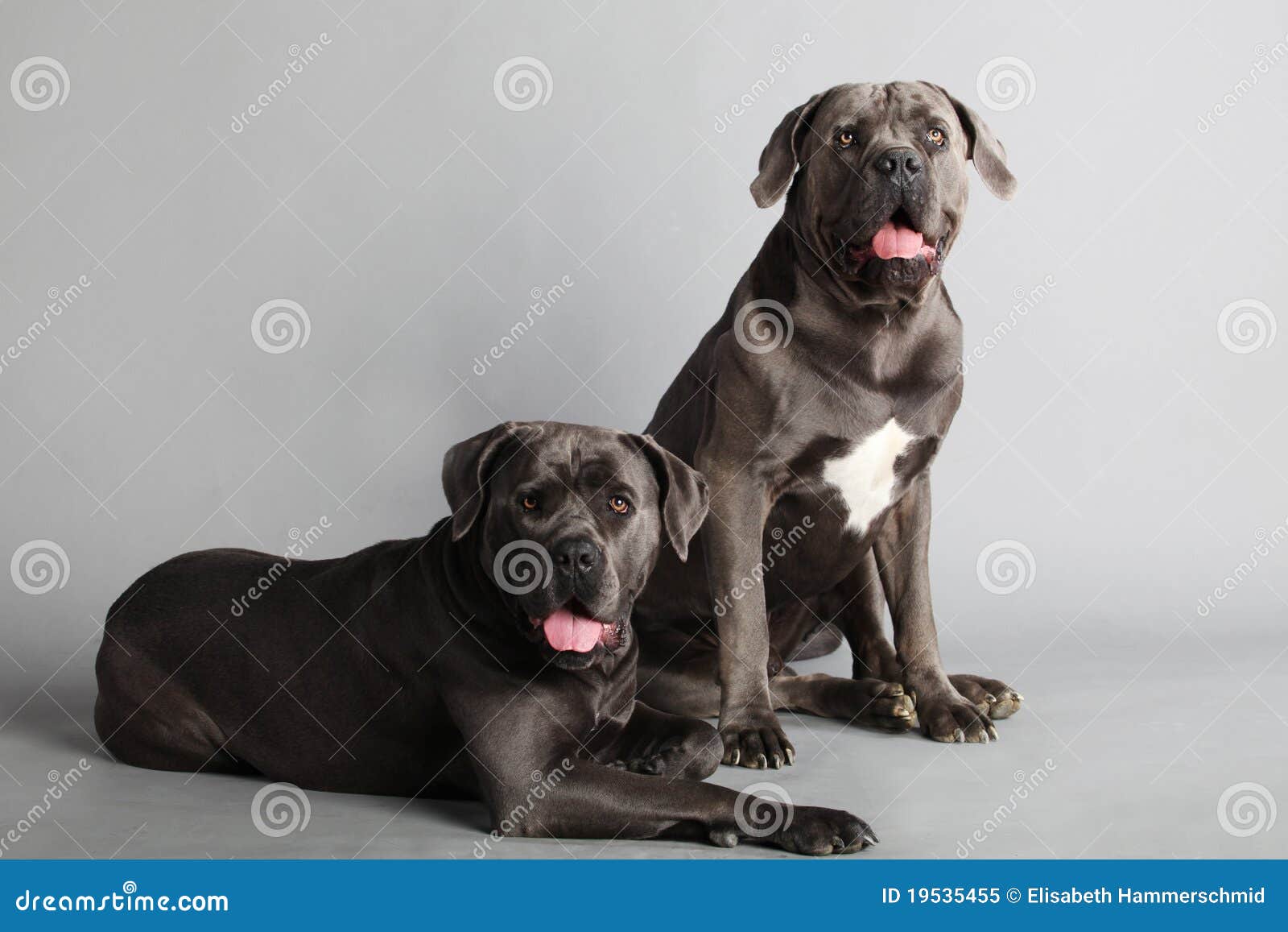 cane corso italiano couple