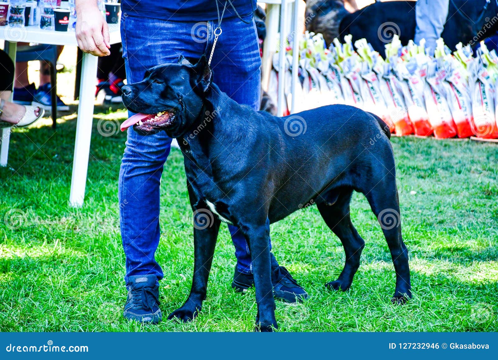 Cane Corso Italiano Dog Exhibition Sofi Bulgaria Editorial