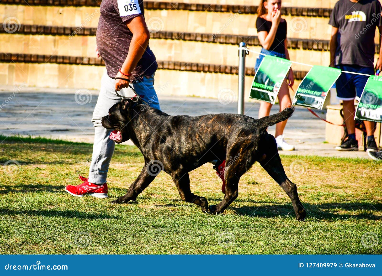cane corso champion bloodlines download cane corso champion bloodlines download