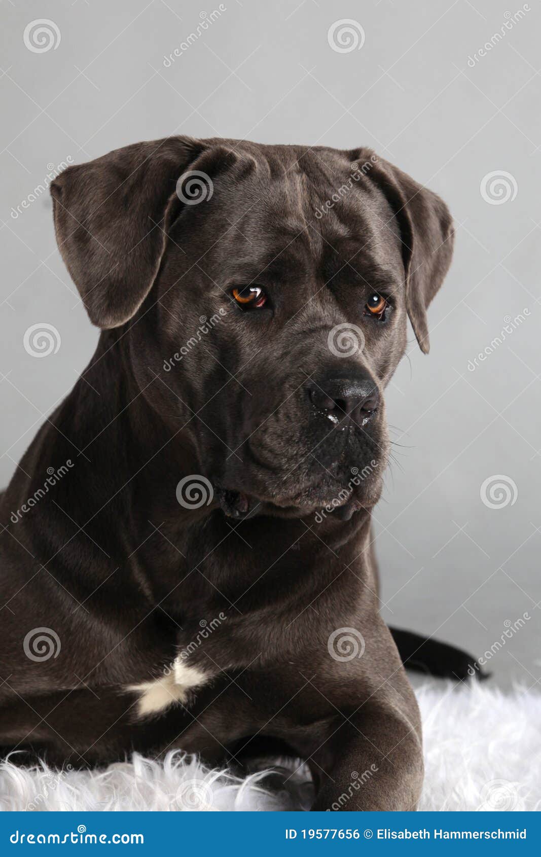 Cane Corso: saiba tudo sobre o Cane Corso Italiano