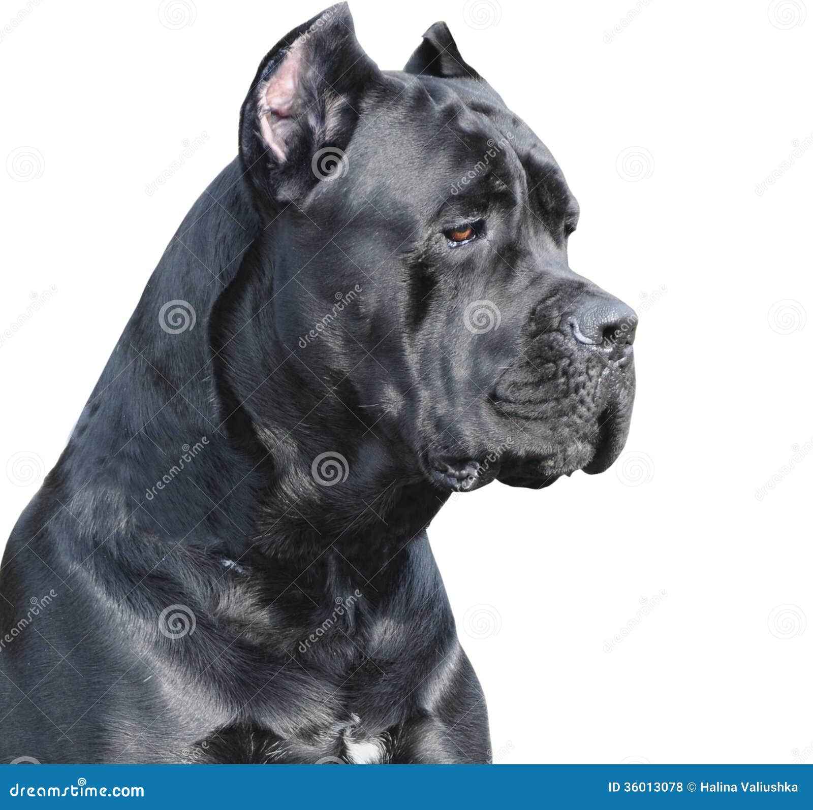 cane corso italiano