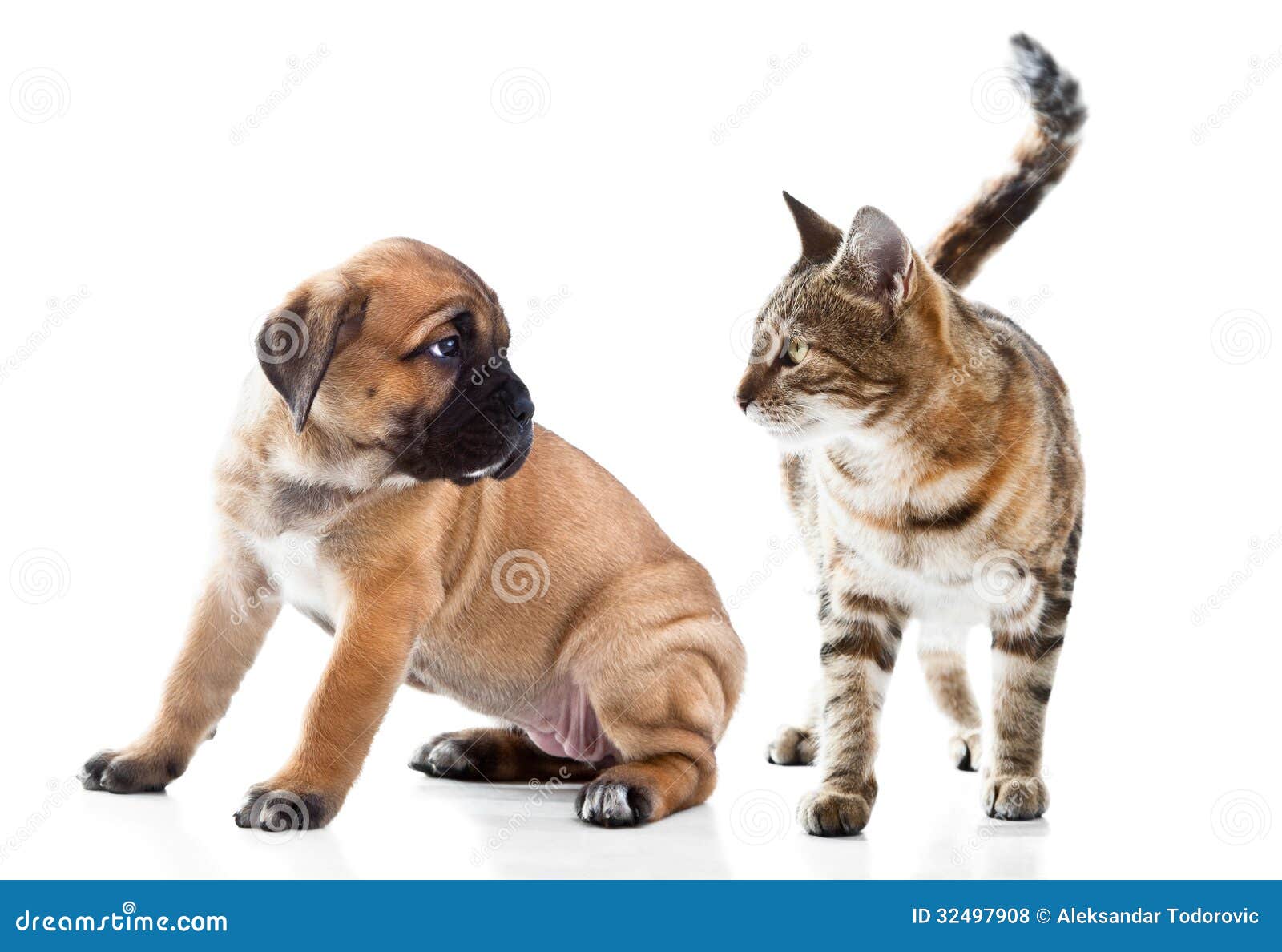 cane corso italiano puppy and kitten breeds bengal cat