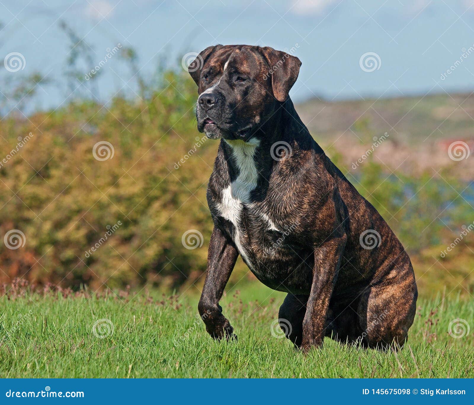 88+ Male Black Brindle Cane Corso