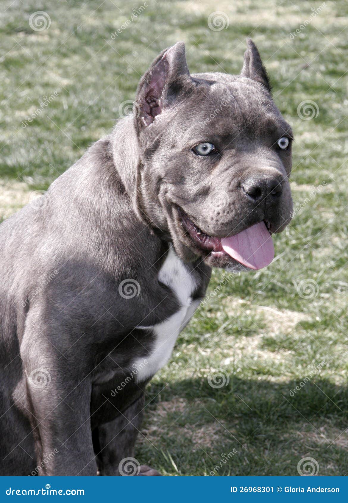 Cane Corso Mastiff Puppy Smiling Stock Image Image Of Ears