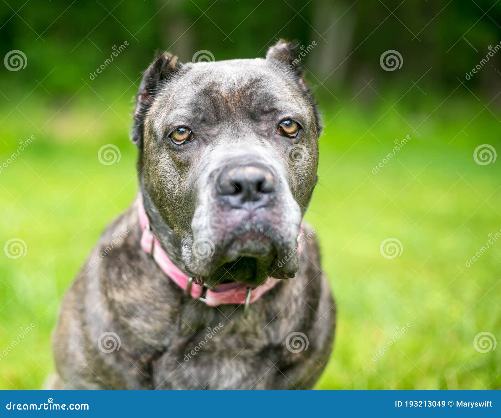 A Cane Corso Mixed Breed Dog with Cropped Ears and a