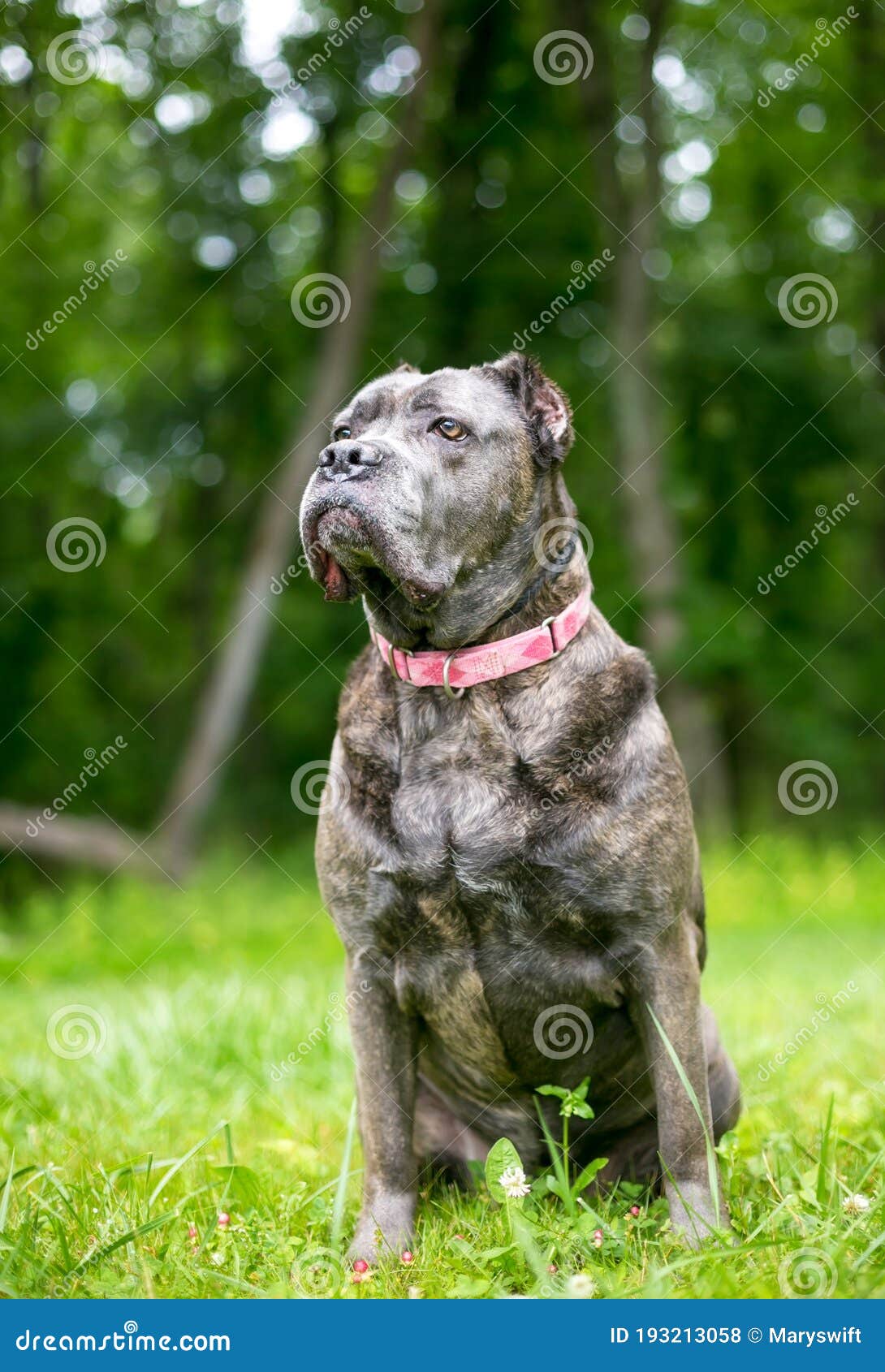 A Cane Corso Mixed Breed Dog with Cropped Ears Stock Photo Image of