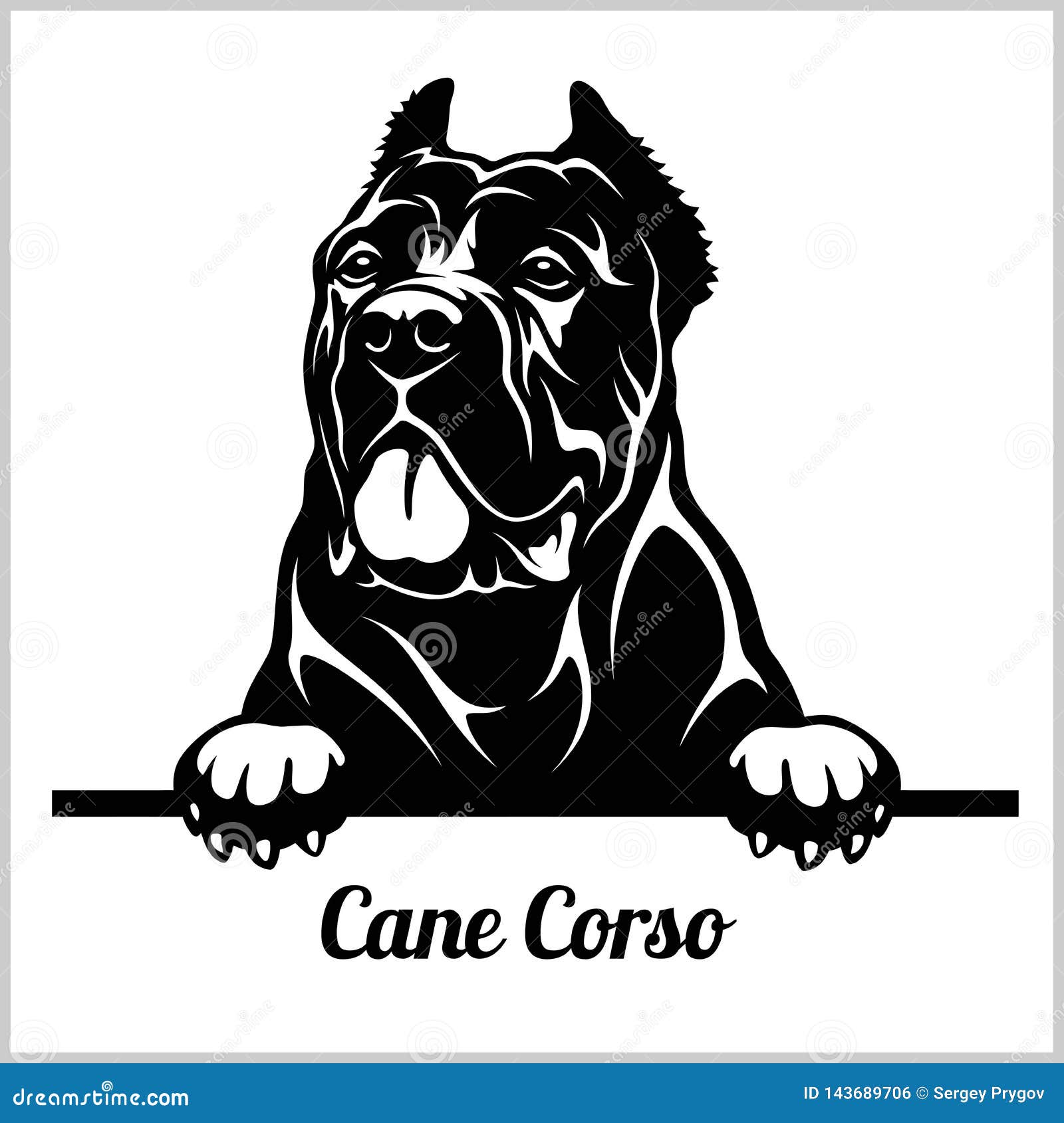 cane corso - peeking dogs - breed face head  on white