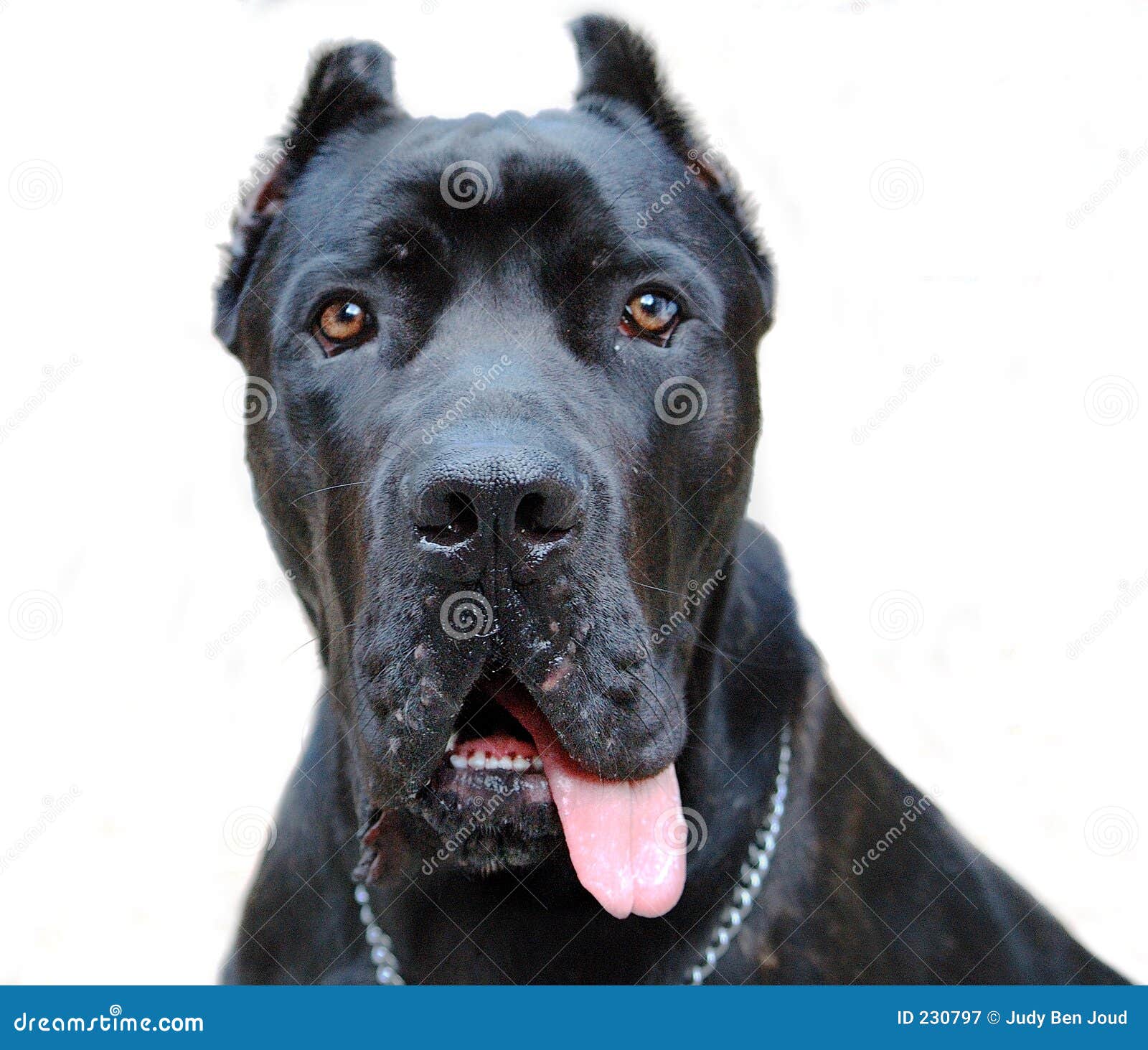 Cane Corso Puppy Stock Image Image Of Eyes Portrait Head