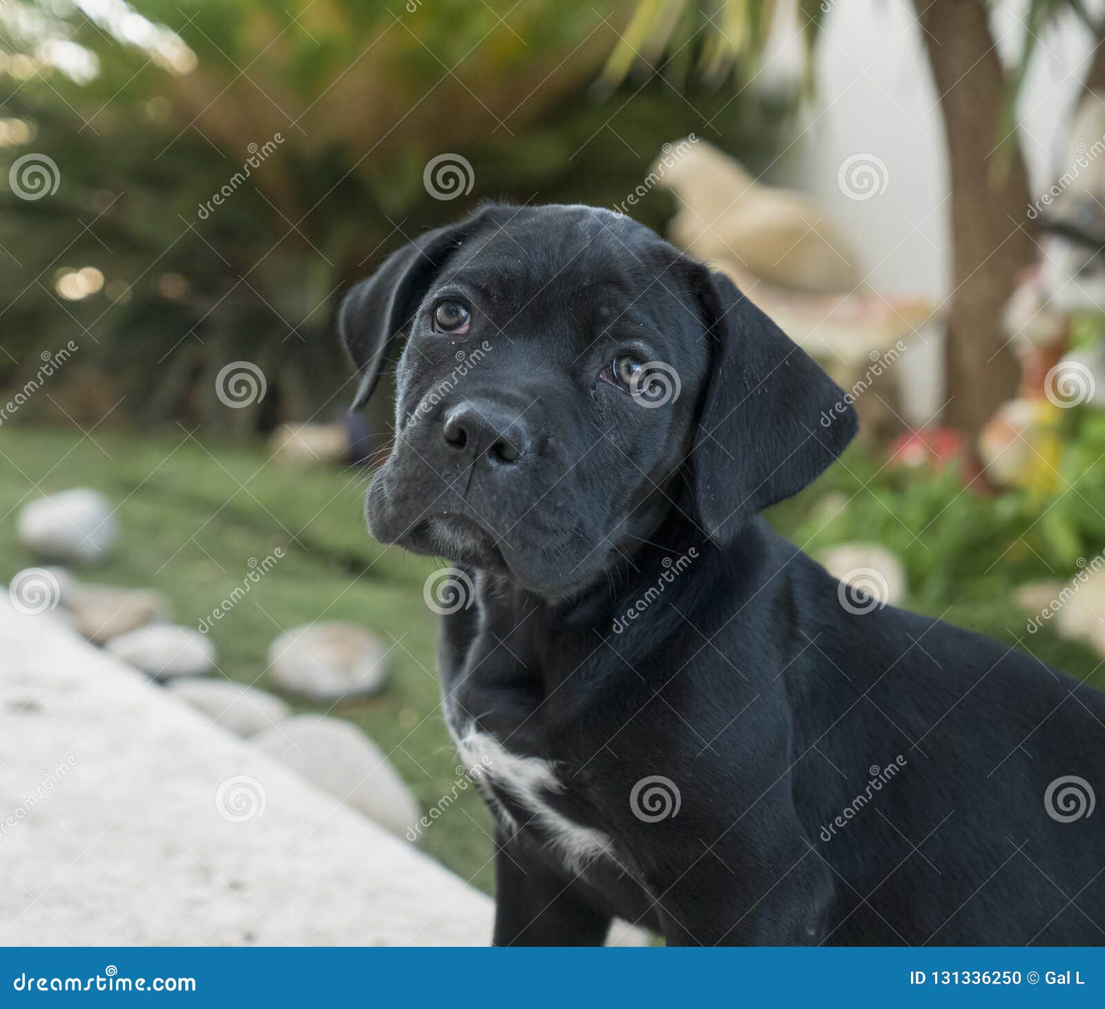female cane corso puppy