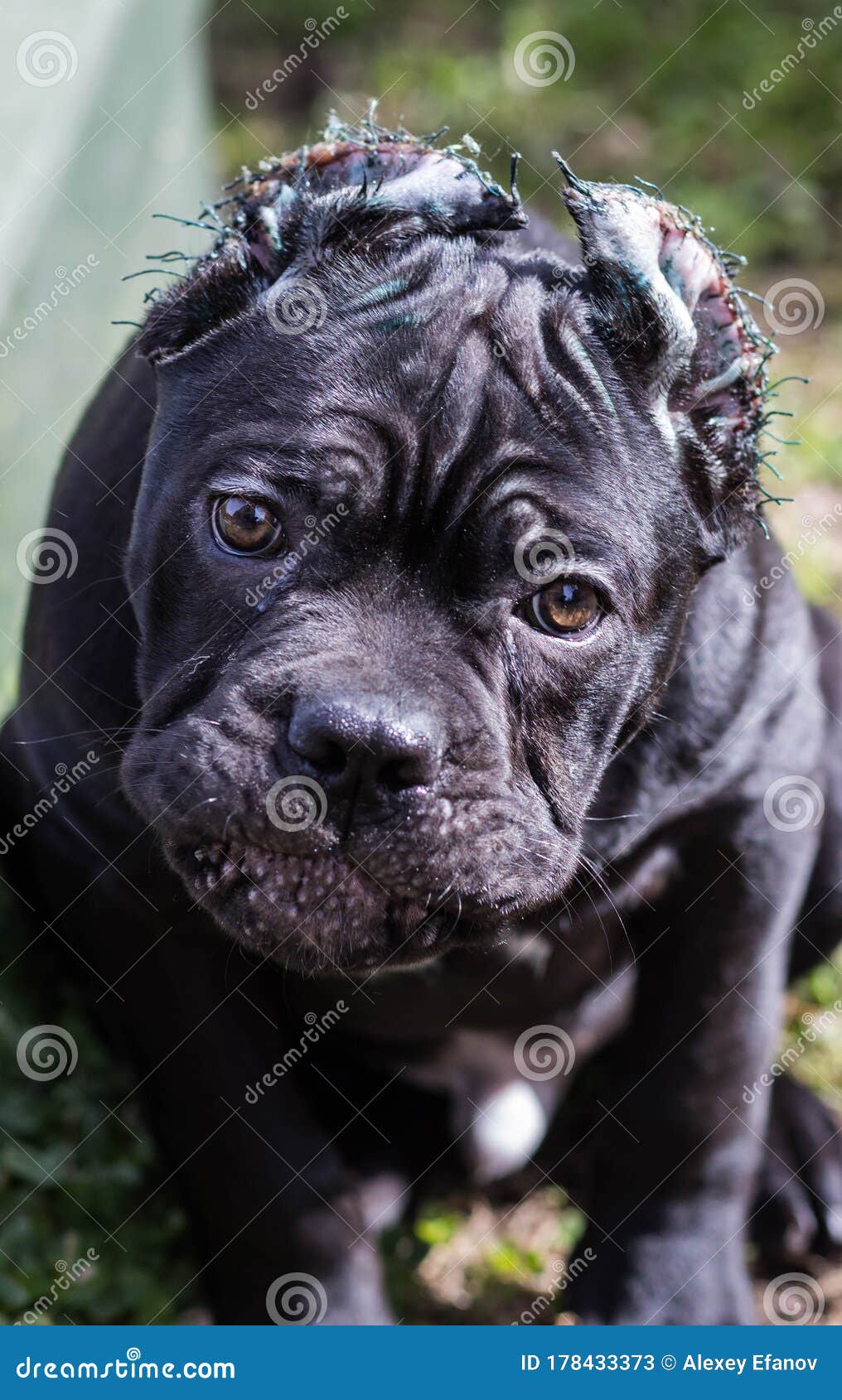 CaneCorso Puppy With Cropped Ears Stock Image Image of