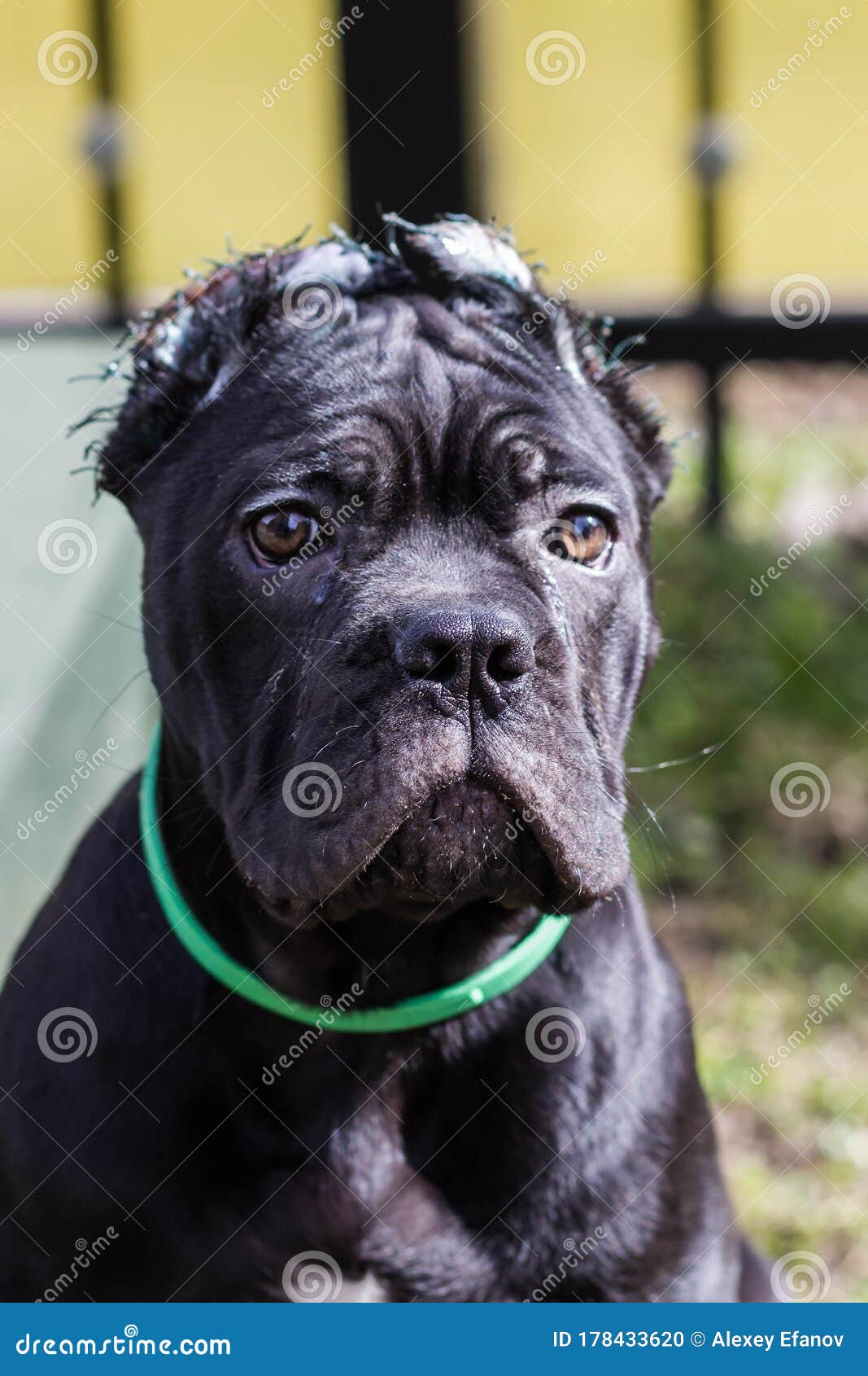 CaneCorso Puppy With Cropped Ears Stock Photo Image of