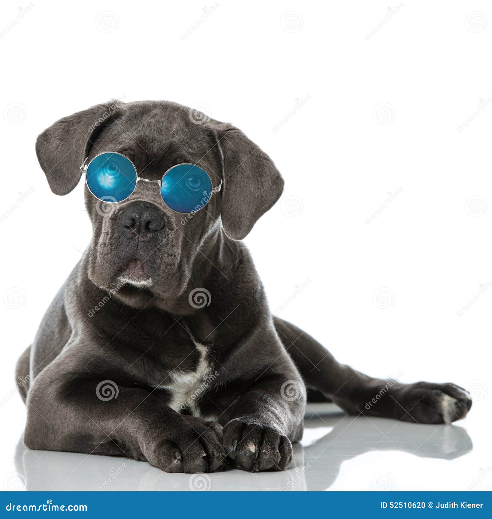 Cane Corso puppy stock photo. Image of cute, glasses 52510620