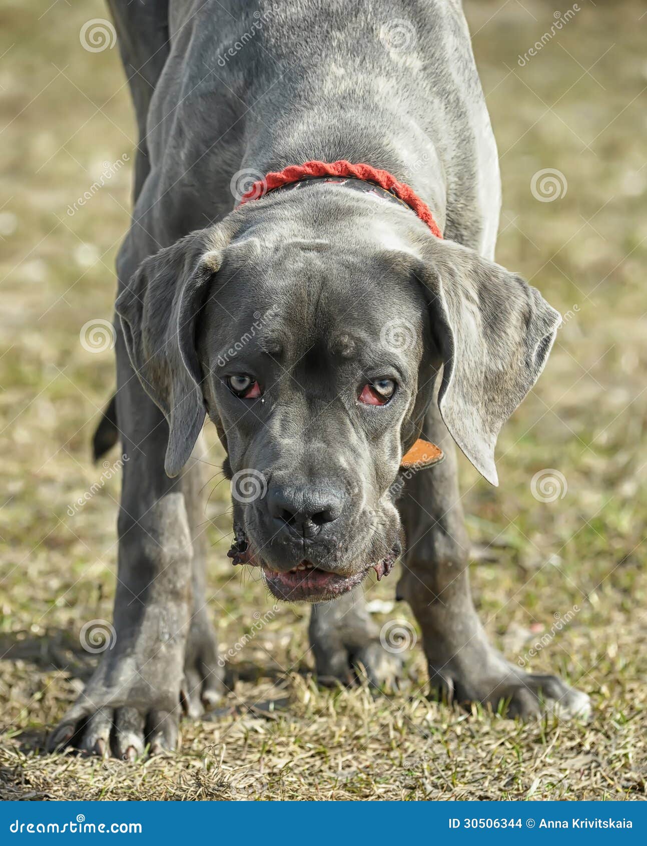 Cane corso puppy stock photo. Image of grey, guard, friend