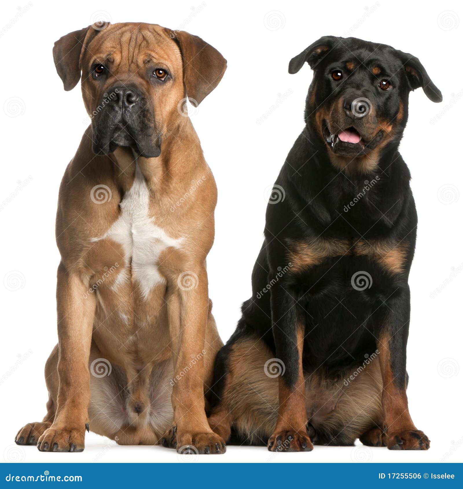 Cane Corso And A Rottweiler Stock Photo Image 17255506