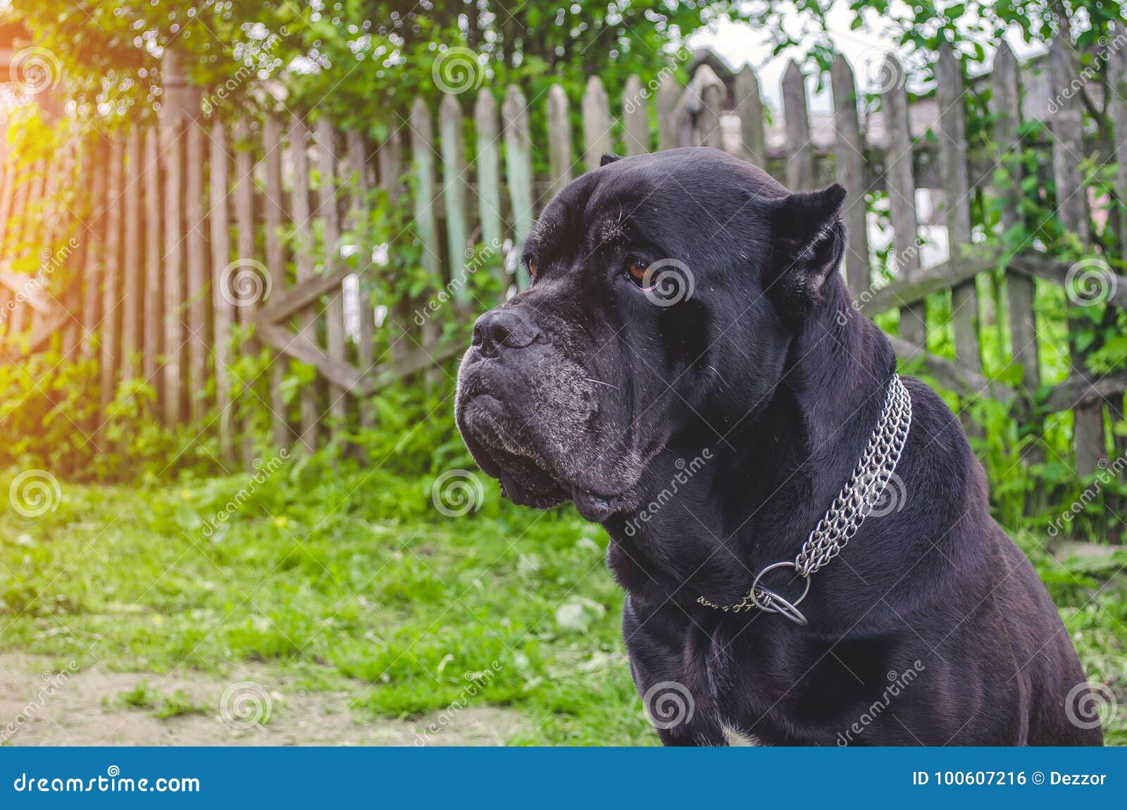 Cane Corso Sits on the Meadow, Guards the Yard. Stock Photo Image of