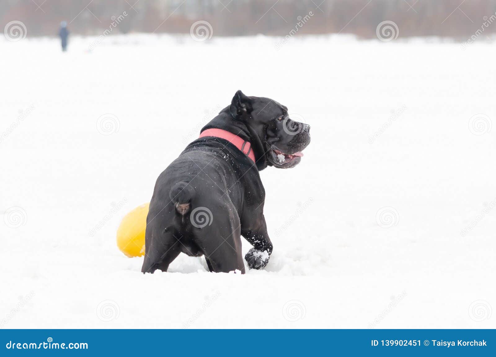 Cane Corso. Young Dog Plays with Toys Stock Image Image of cheerful