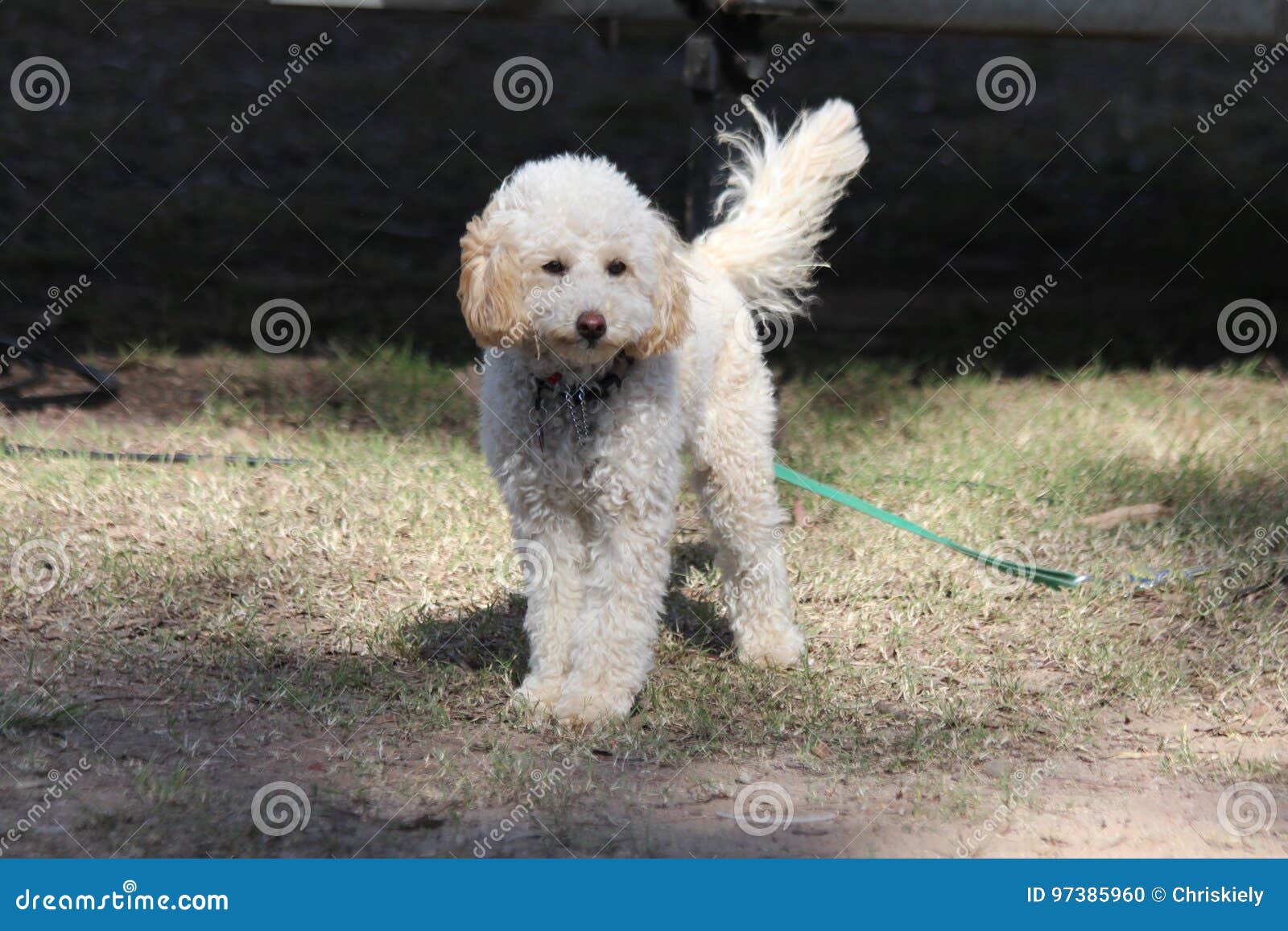 Cane Dai Capelli Riccio Bianco Fotografia Stock Immagine