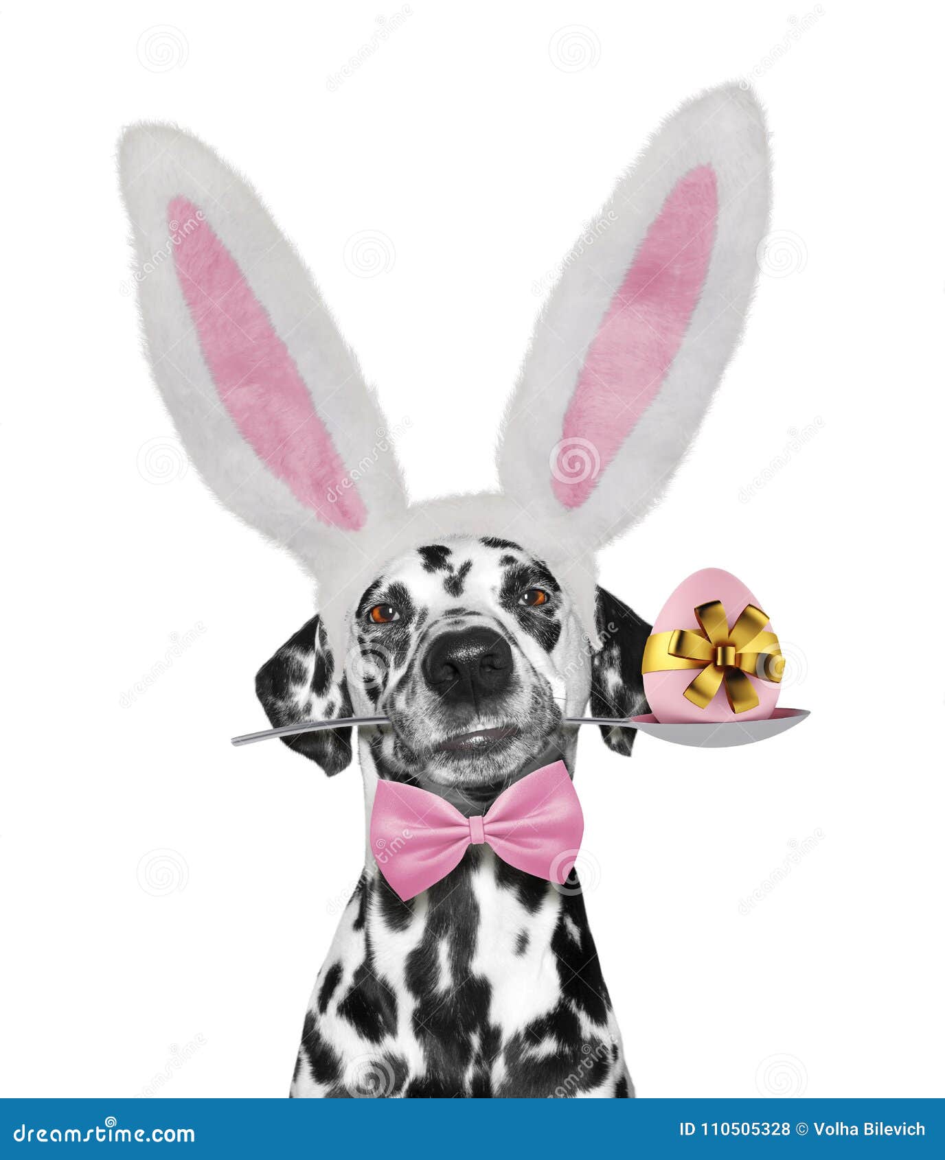 Cane Dalmata Sveglio Con Le Orecchie Di Coniglio E L'uovo Di Pasqua Isolato  Su Bianco Fotografia Stock - Immagine di cane, colorato: 110505328