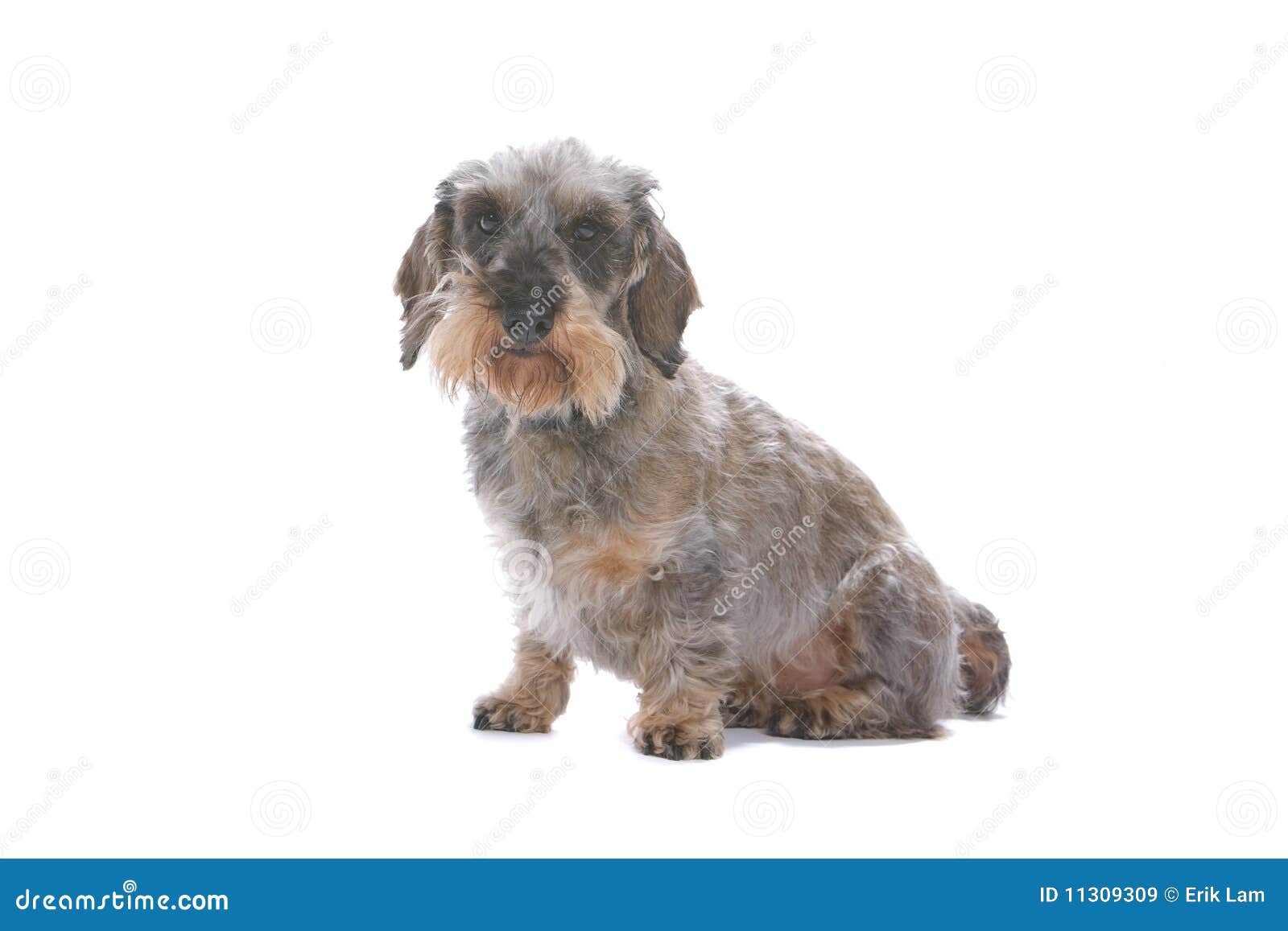 Cane del Dachshund. Primo piano del cane peloso del dachshund isolato su priorità bassa bianca.