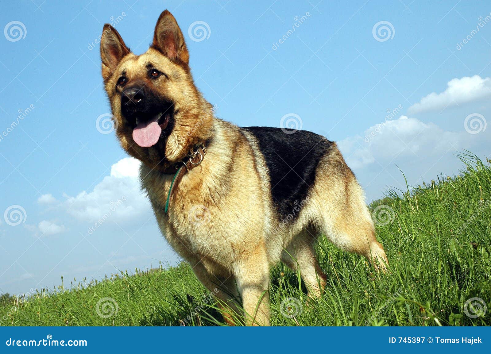 Cane del lupo sul prato