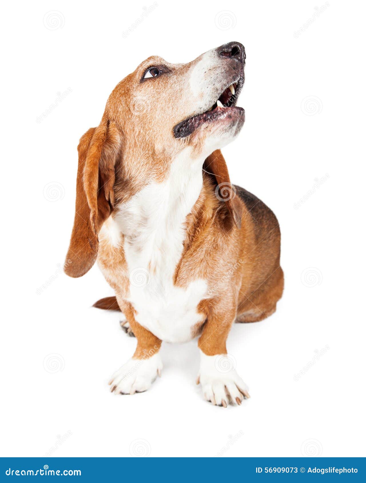 Cane Di Basset Hound Che Cerca Bocca Aperta Immagine Stock Immagine