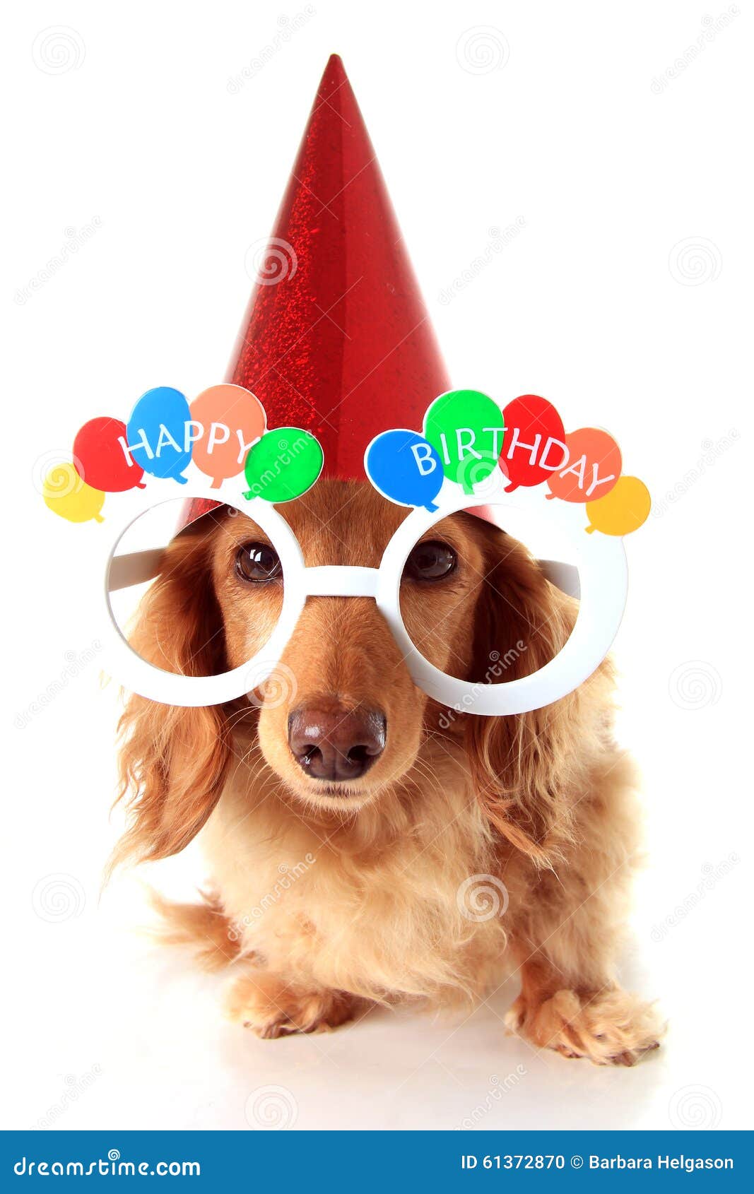 Cane di buon compleanno fotografia stock. Immagine di bianco - 61372870