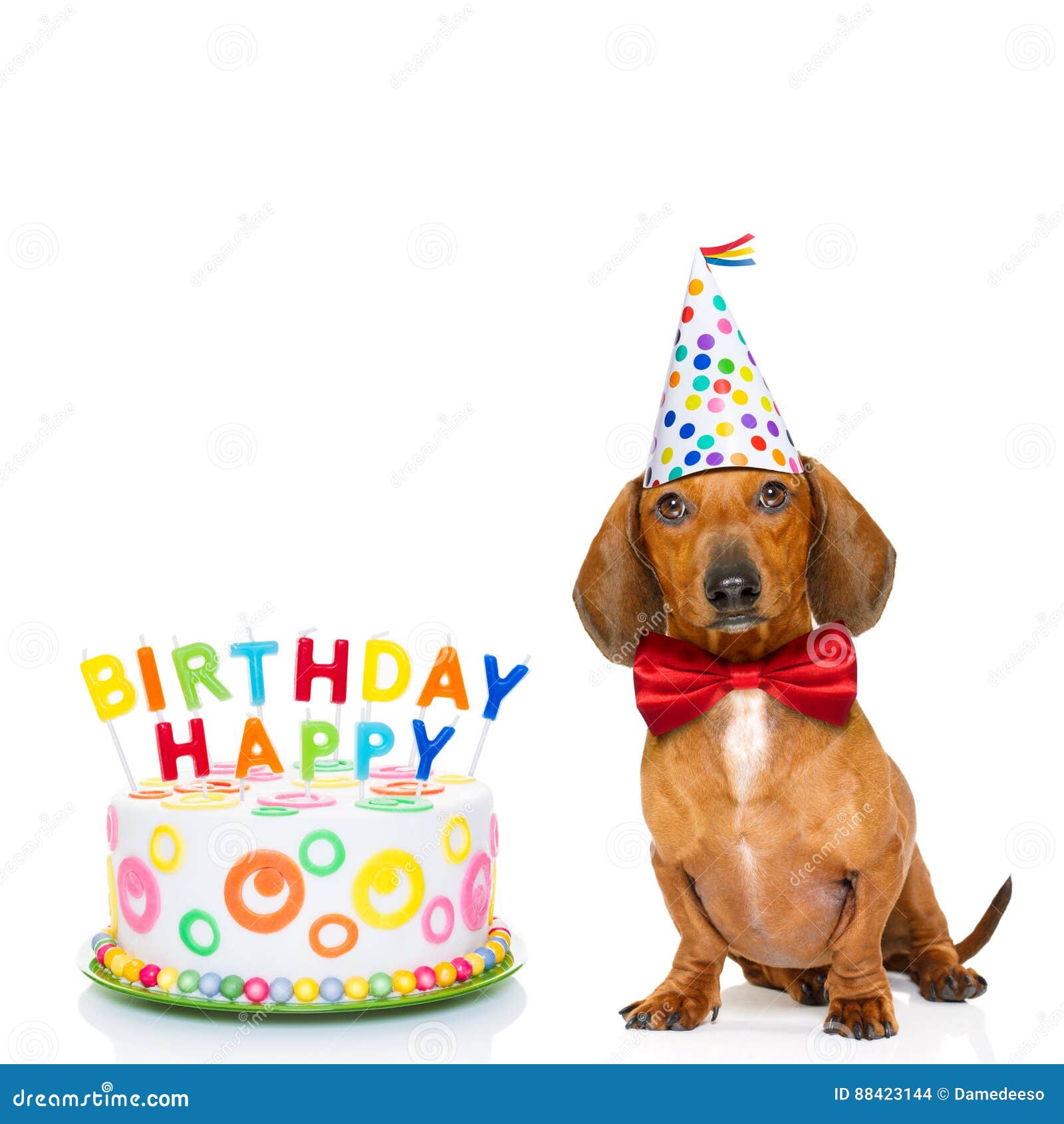 Cane di buon compleanno fotografia stock. Immagine di telaio - 88423144