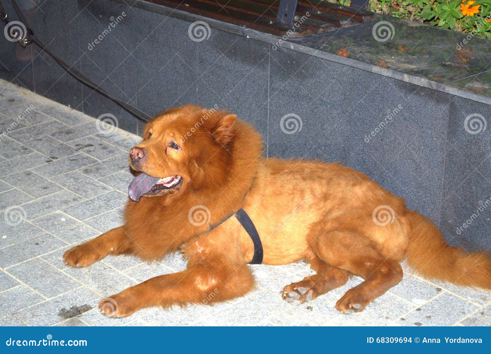 Cane di Chow Chow. Cane rosso del cibo di cibo che si rilassa su un marciapiede Chow Chow è una razza del cane originalmente dalla Cina del Nord, in cui è conosciuto come il Leone-cane lanuginoso