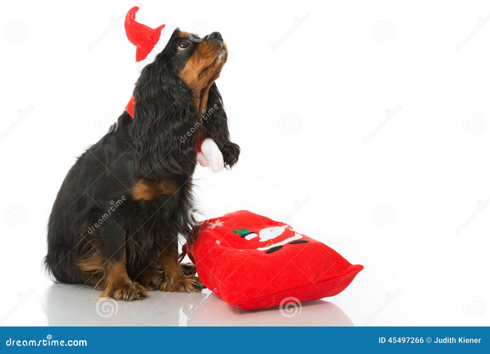 Cane di Christams. Il Natale insegue su bianco