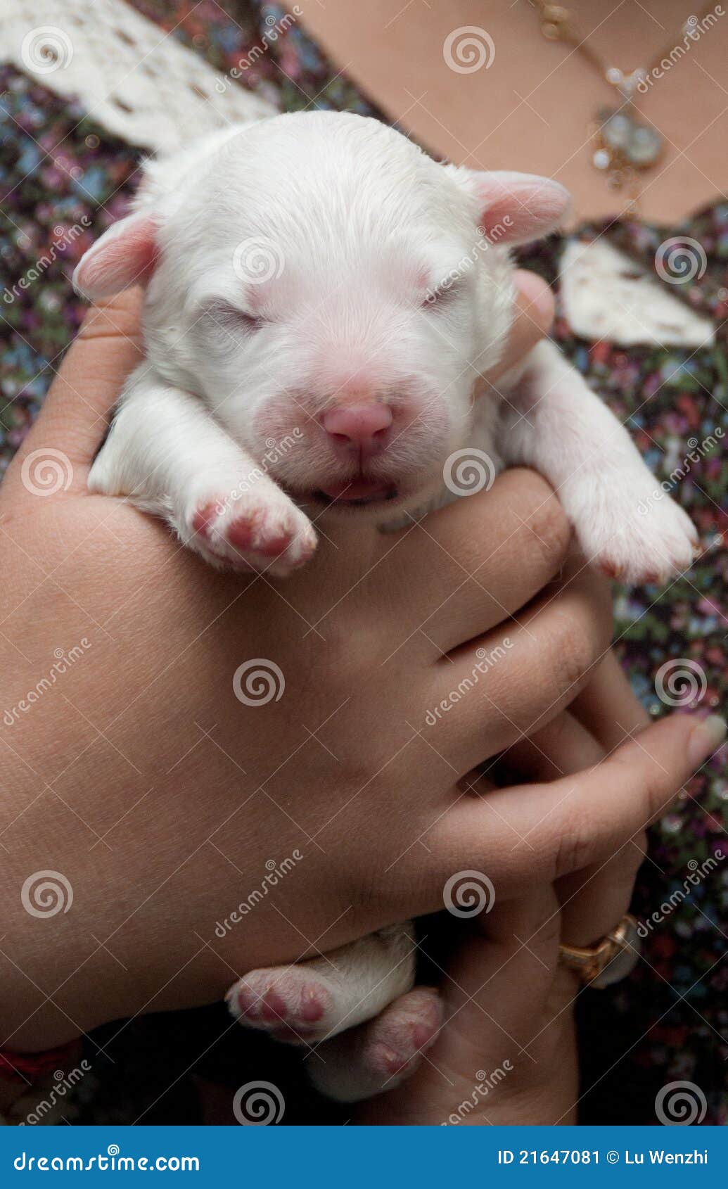 Cane Di Cucciolo Appena Nato Immagine Stock Immagine di neonato