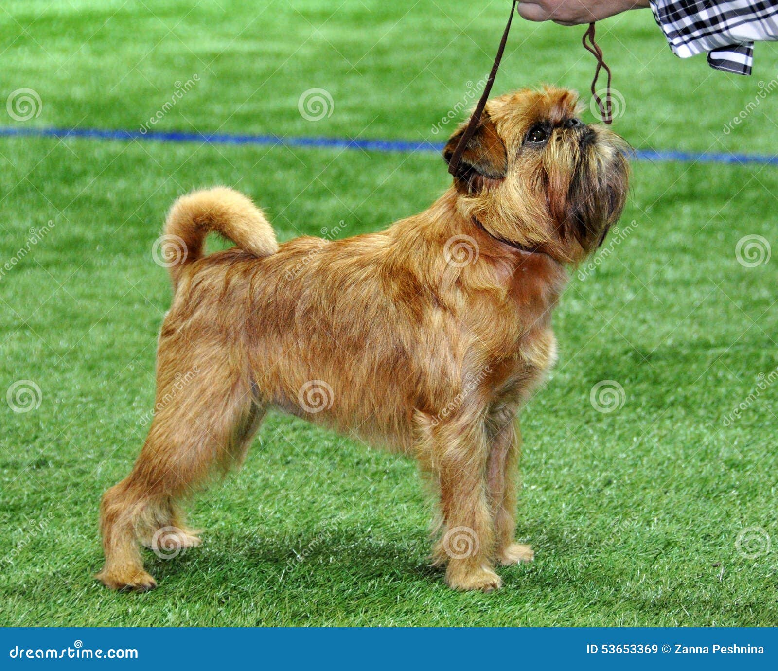 Rratto Del Cane Di Grifone Di Bruxelles Sul Banco Di Legno Fotografia - Foto 9