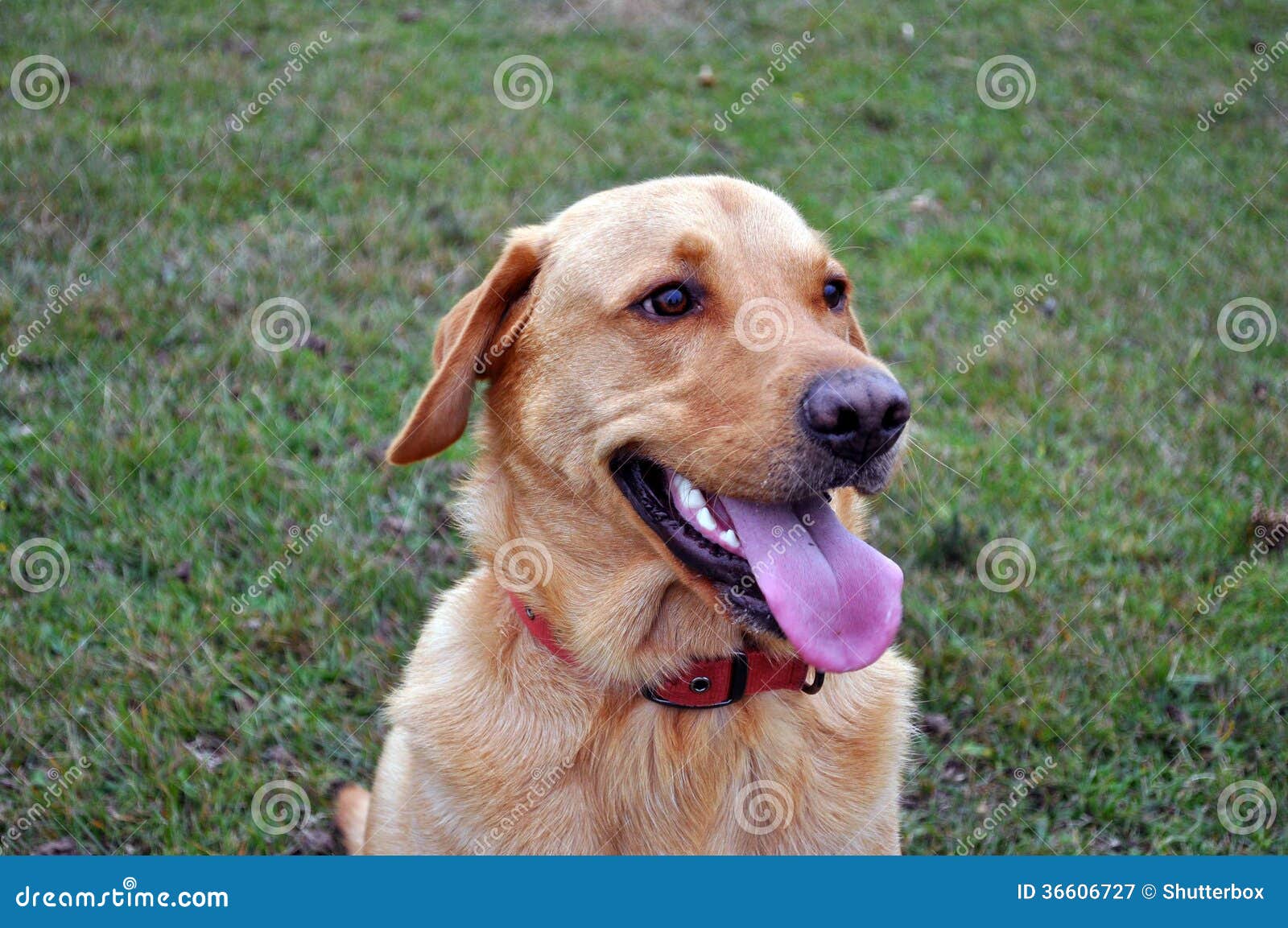 Cane Di Labrador Con La Lingua Fuori Immagine Stock Immagine di amare