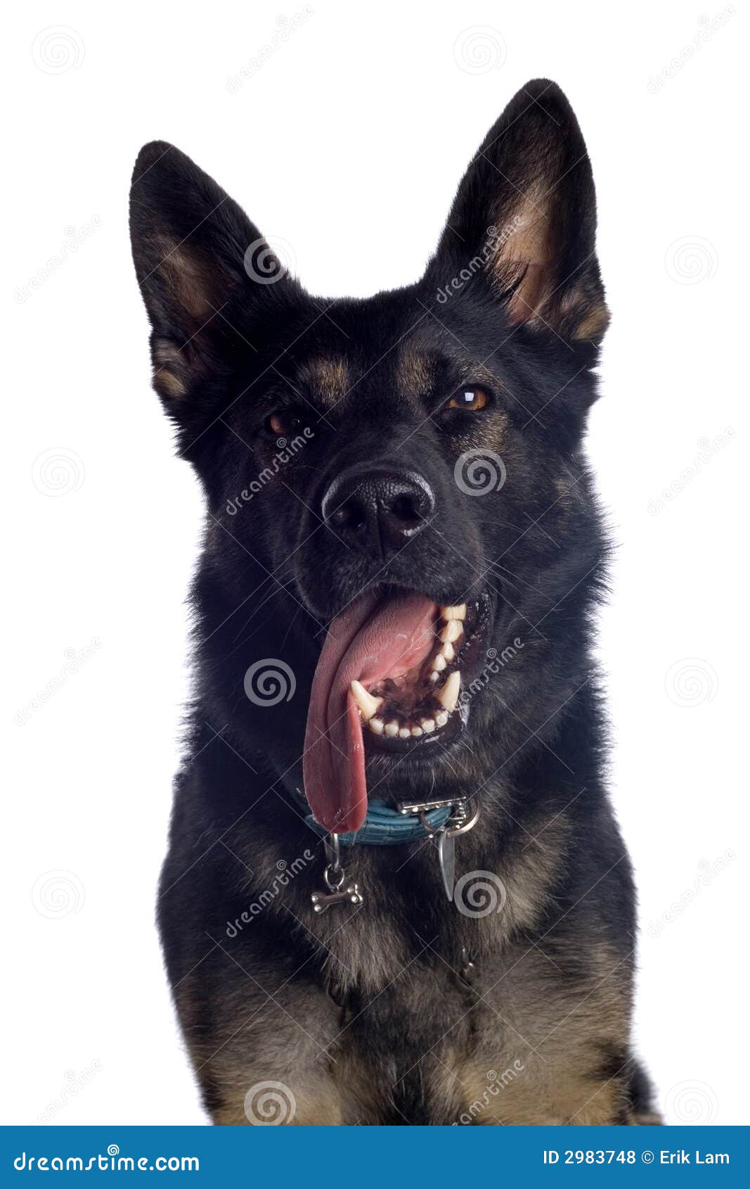 Maglietta Pastore Tedesco - Design Con Faccia Di Cane | Cotone E Poliestere, Unisex - Foto 2