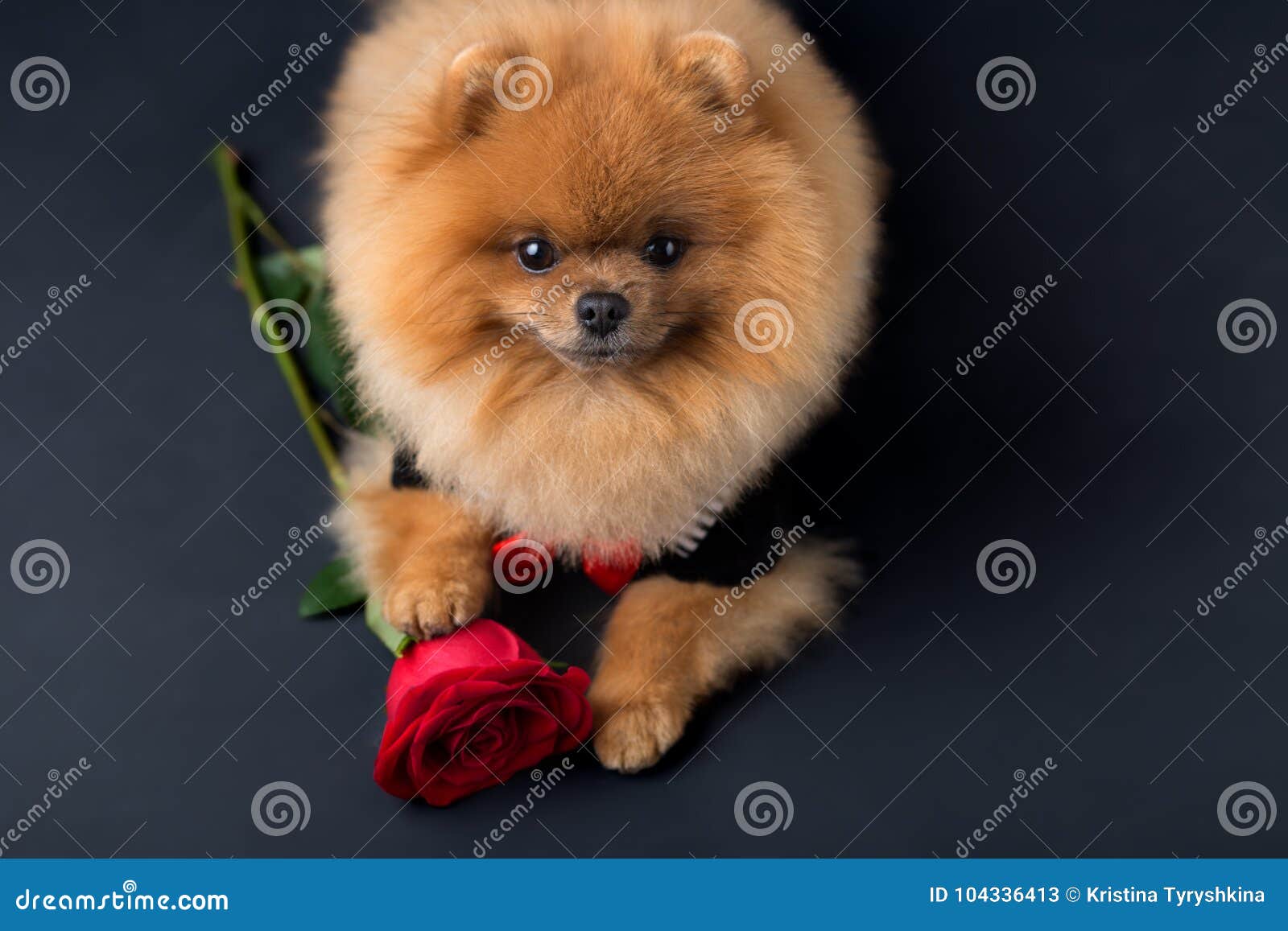 Cane Di Pomeranian In Un Vestito Con Una Rosa Rossa Su Fondo