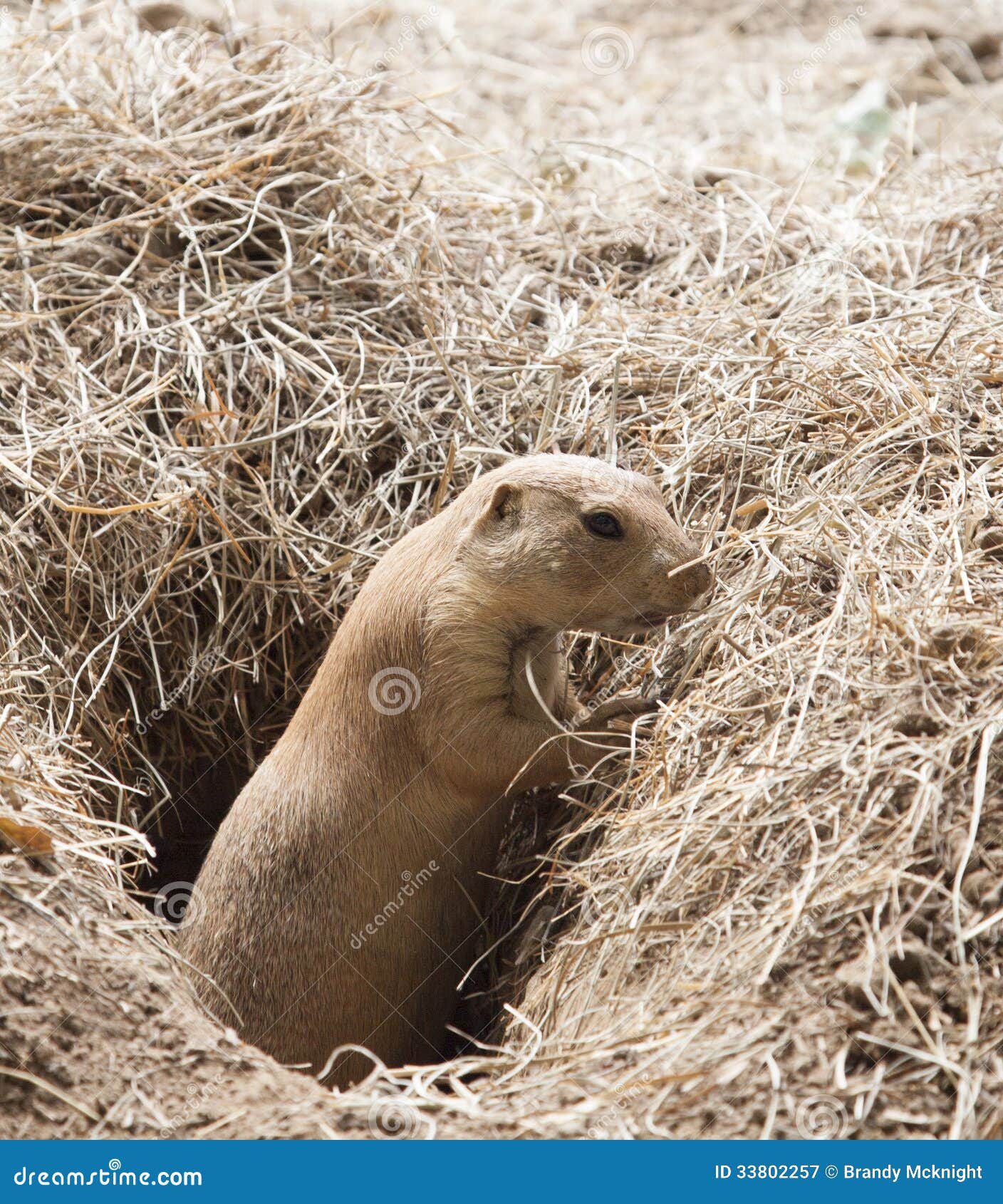 Cane di Prarie immagine stock. Immagine di cane, animale 33802257