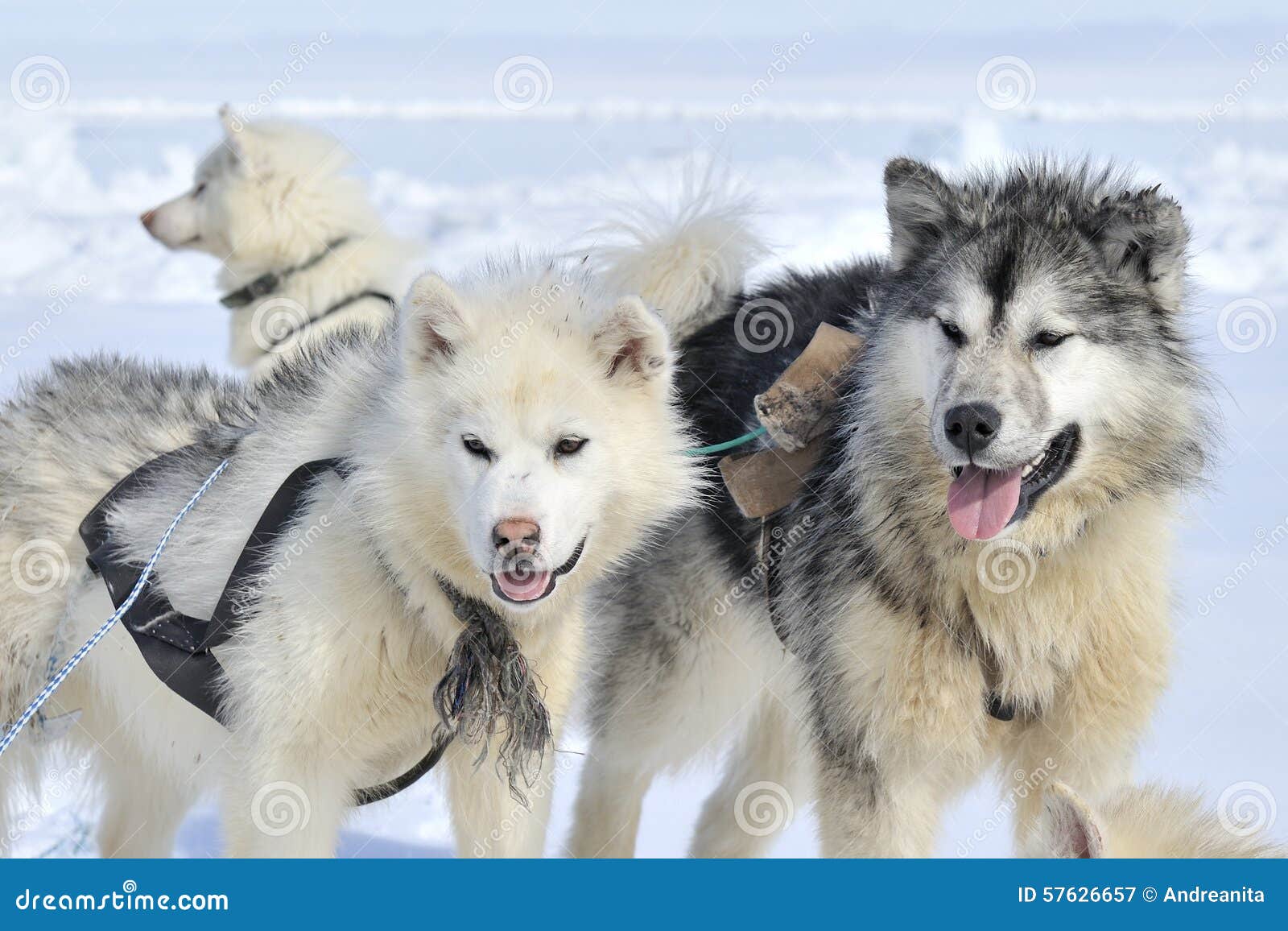 Cane Di Slitta Del Husky Su Banchisa Immagine Stock Immagine di