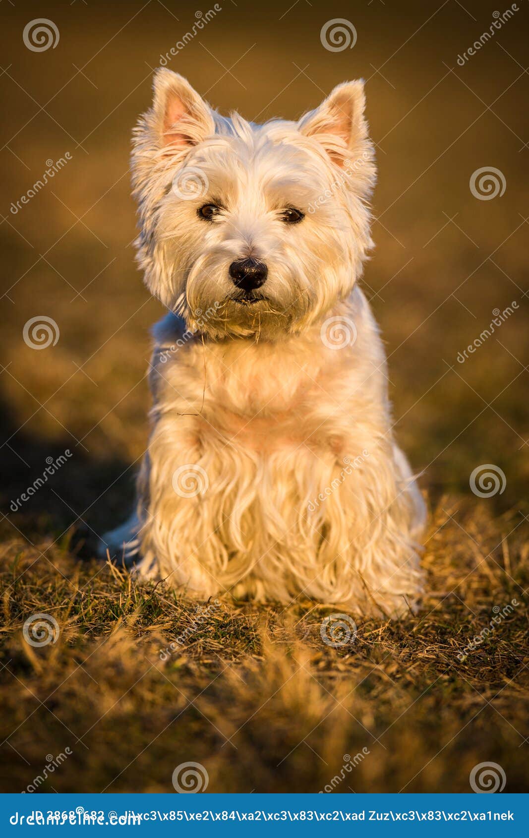FJAUOQ Boxer Da Uomo Con Design Di Cani Di Razza, Boxer Da Uomo, Comodi - Foto 3